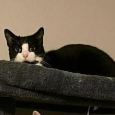 Enlarge Uno, a Adoptable Domestic Short Hair in Royal Oak, MI image 2/2