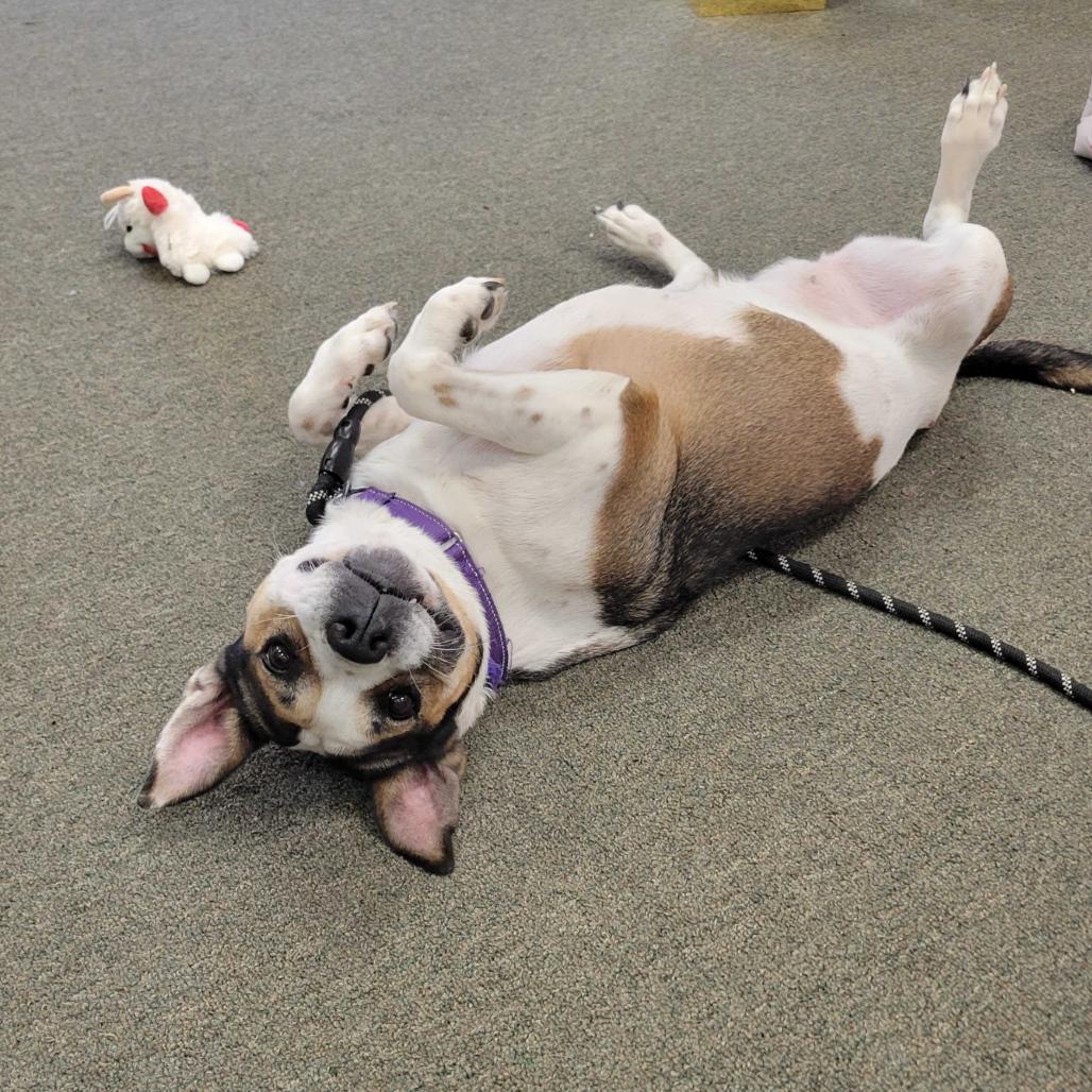 Cookie Dough, Adoptable, Adult Female Pit Bull Terrier & Cattle Dog.