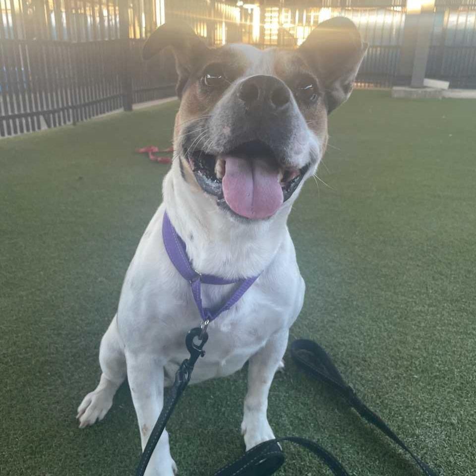 Enlarge Cookie Dough, a Adoptable mixed breed in Waco, TX image 4/6