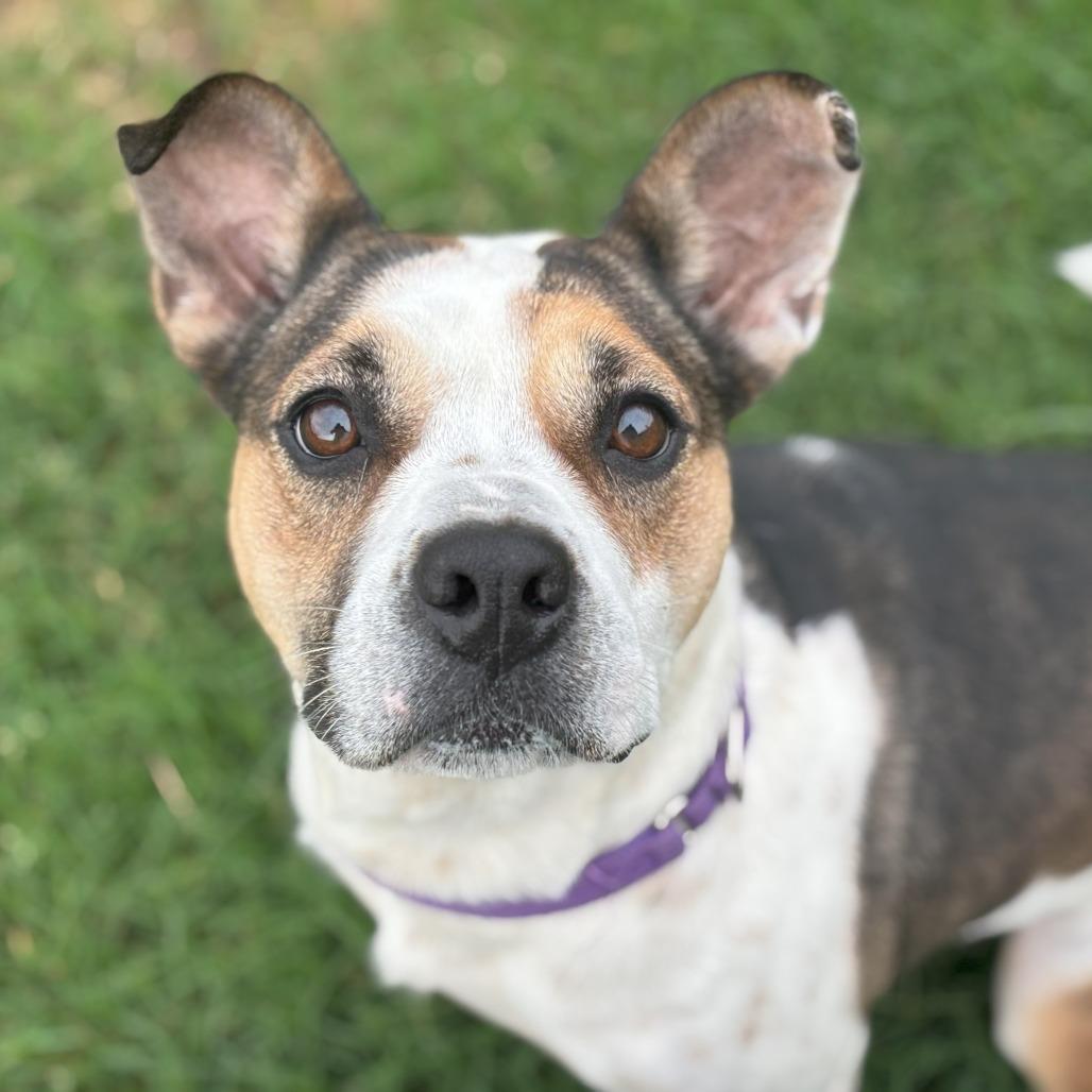 Enlarge Cookie Dough, a Adoptable mixed breed in Waco, TX image 6/6