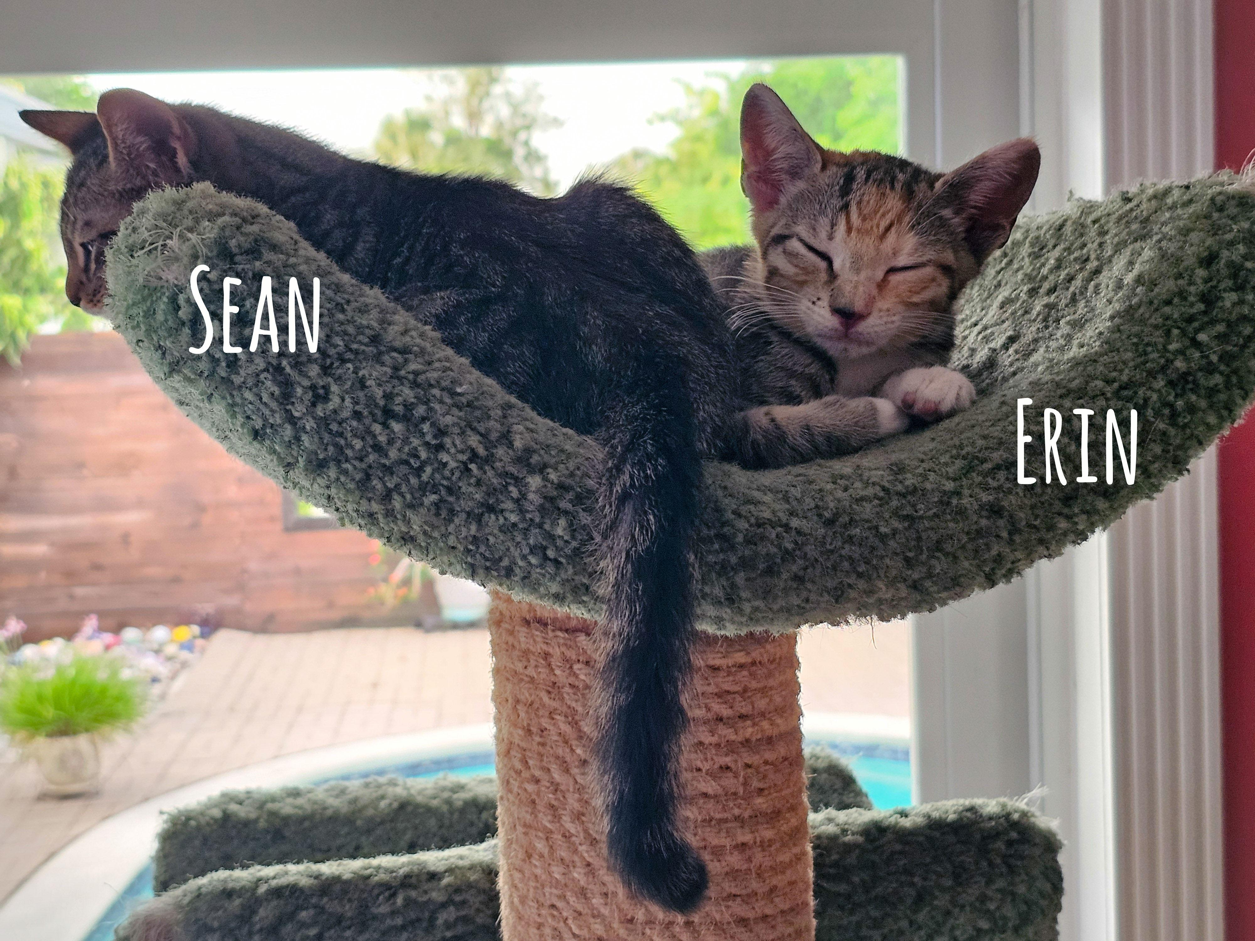 Erin, a Adoptable Domestic Short Hair in Naples, FL image 5/5