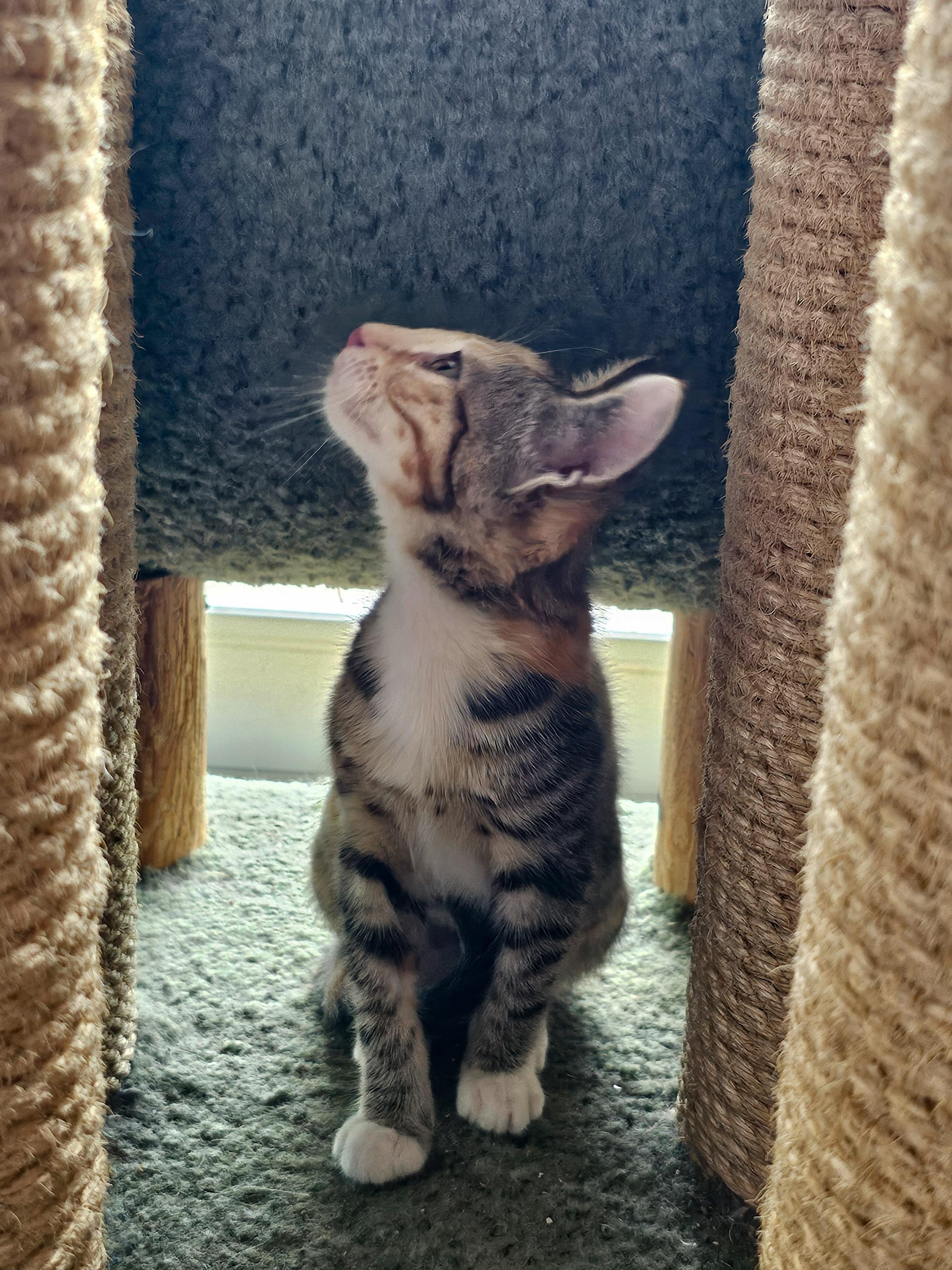 Erin, a Adoptable Domestic Short Hair in Naples, FL image 4/5