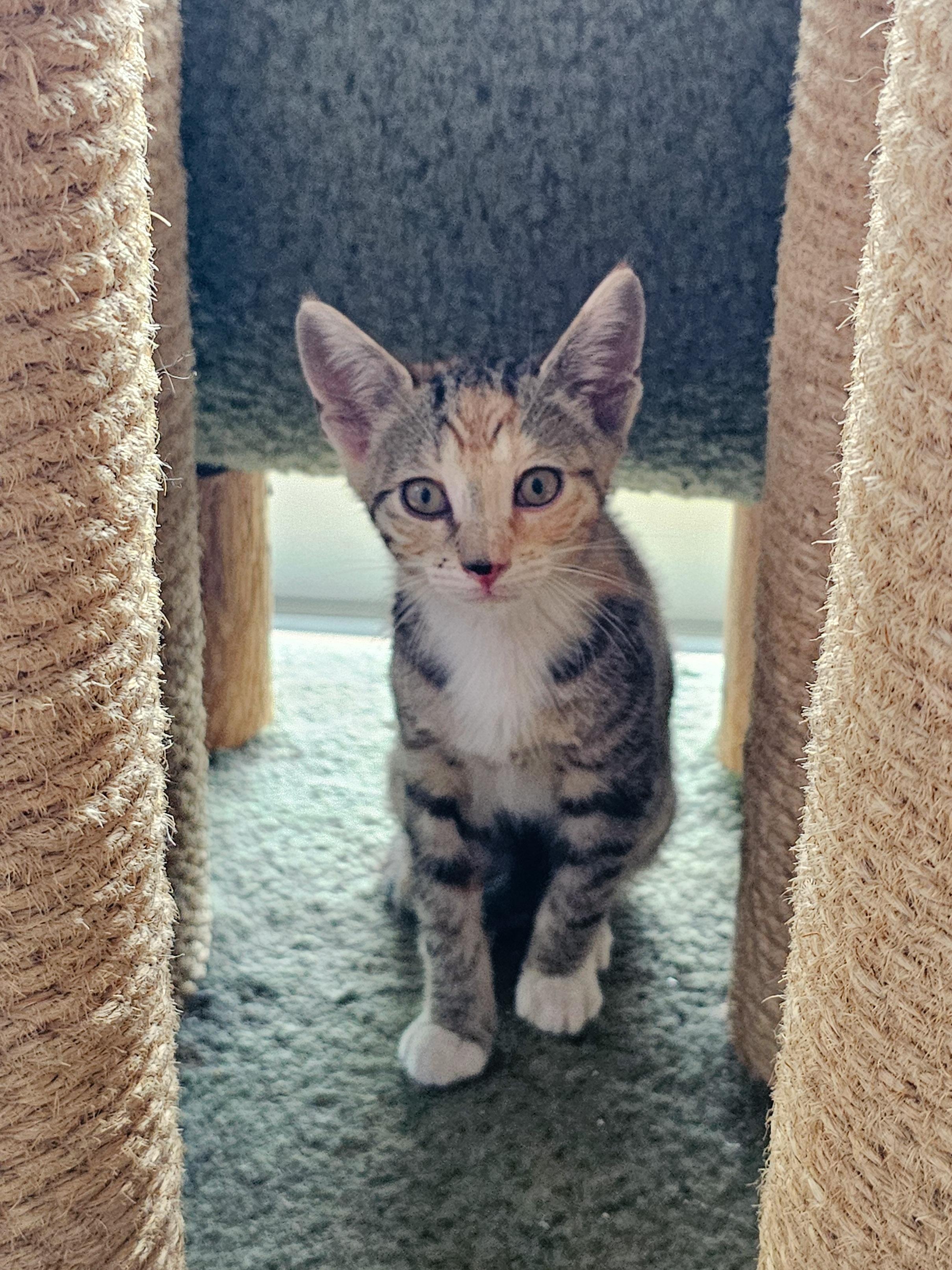Erin, a Adoptable Domestic Short Hair in Naples, FL image 1/5