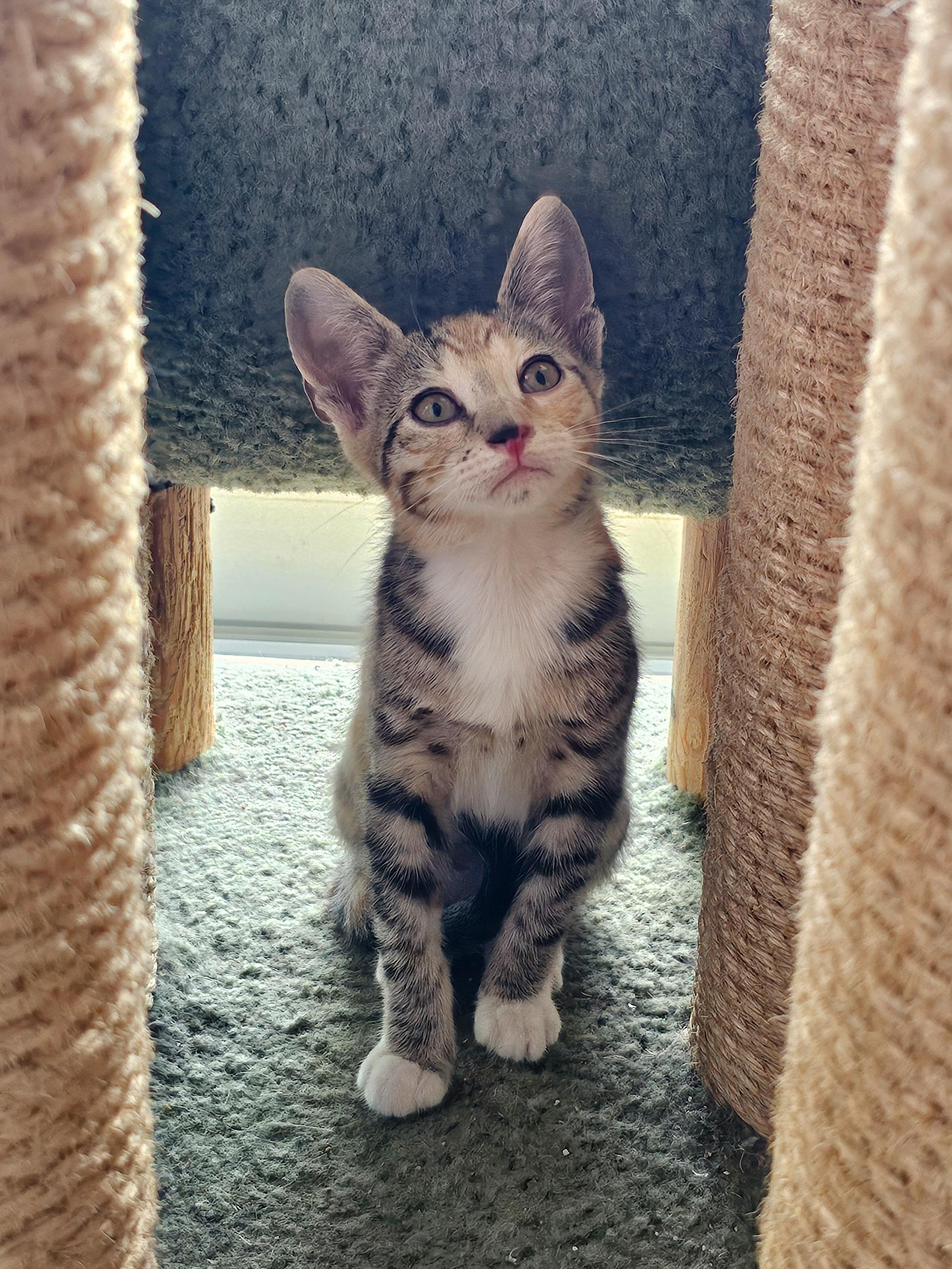 Erin, a Adoptable Domestic Short Hair in Naples, FL image 3/5