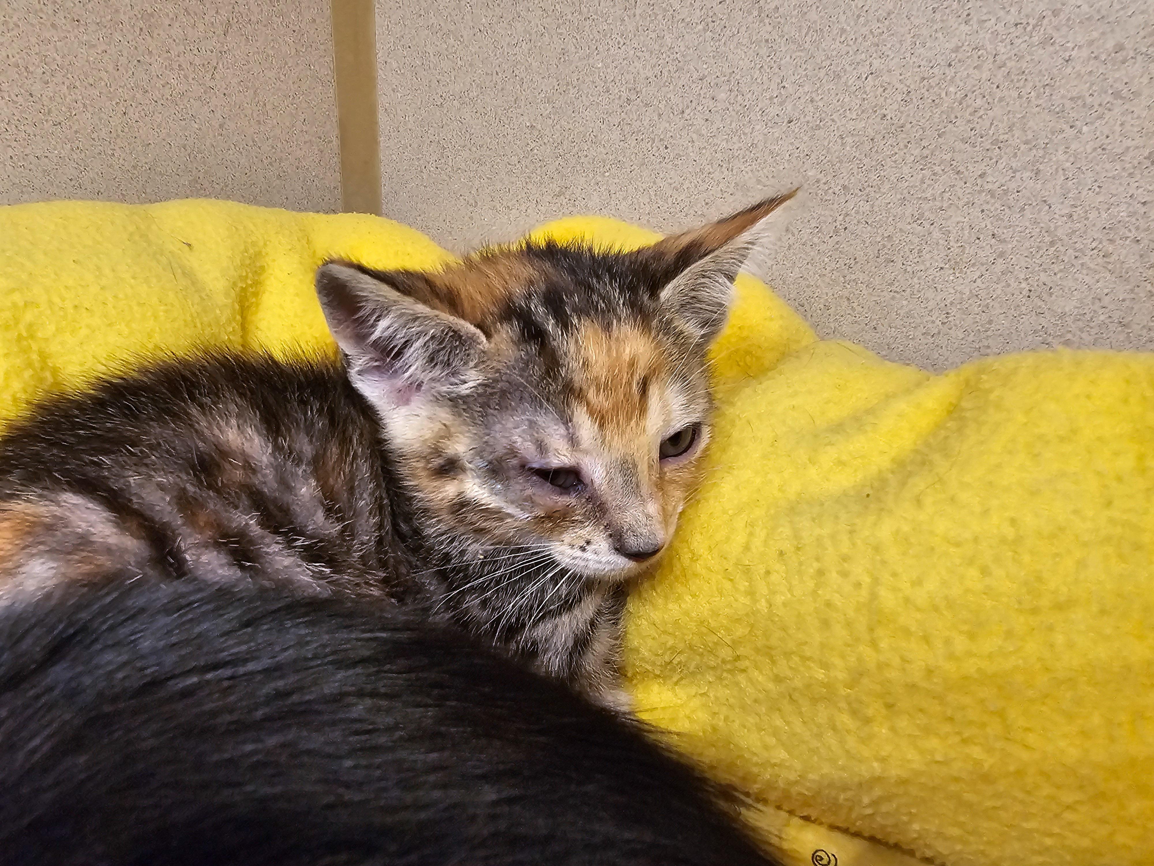 Erin, a Adoptable Domestic Short Hair in Naples, FL image 2/5