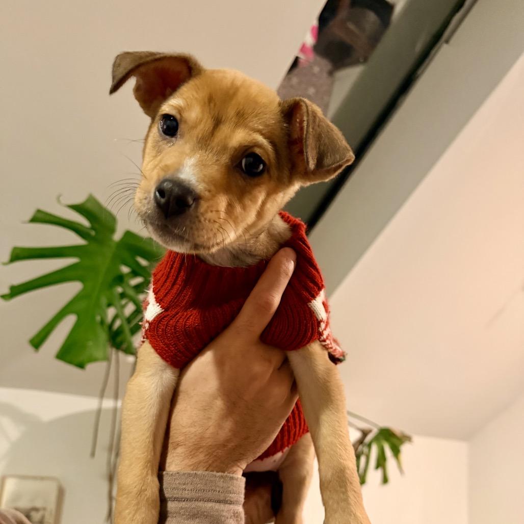 SPROCKET, Adoptable, Puppy Male Dachshund & Beagle.