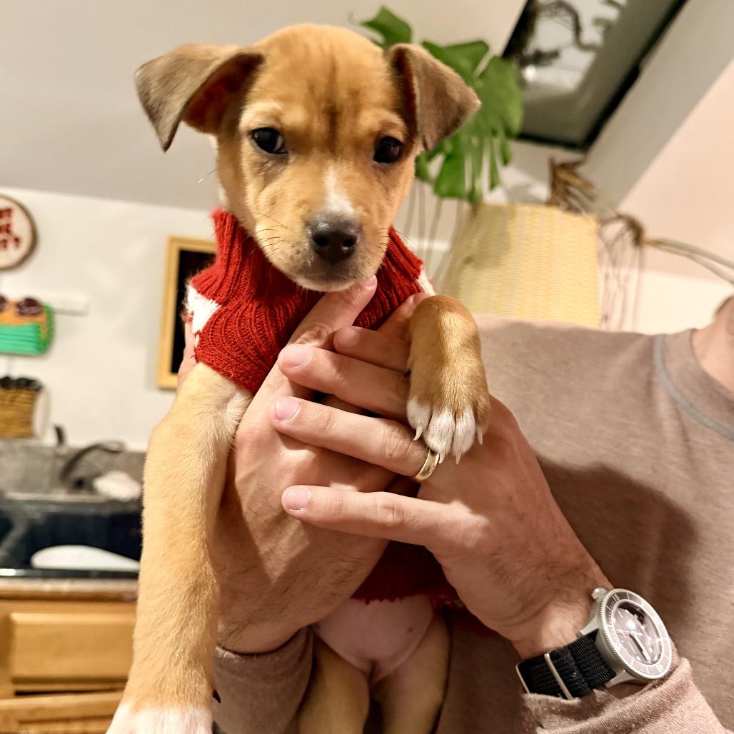 Enlarge SPROCKET, a Adoptable mixed breed in Cordova, TN image 3/3