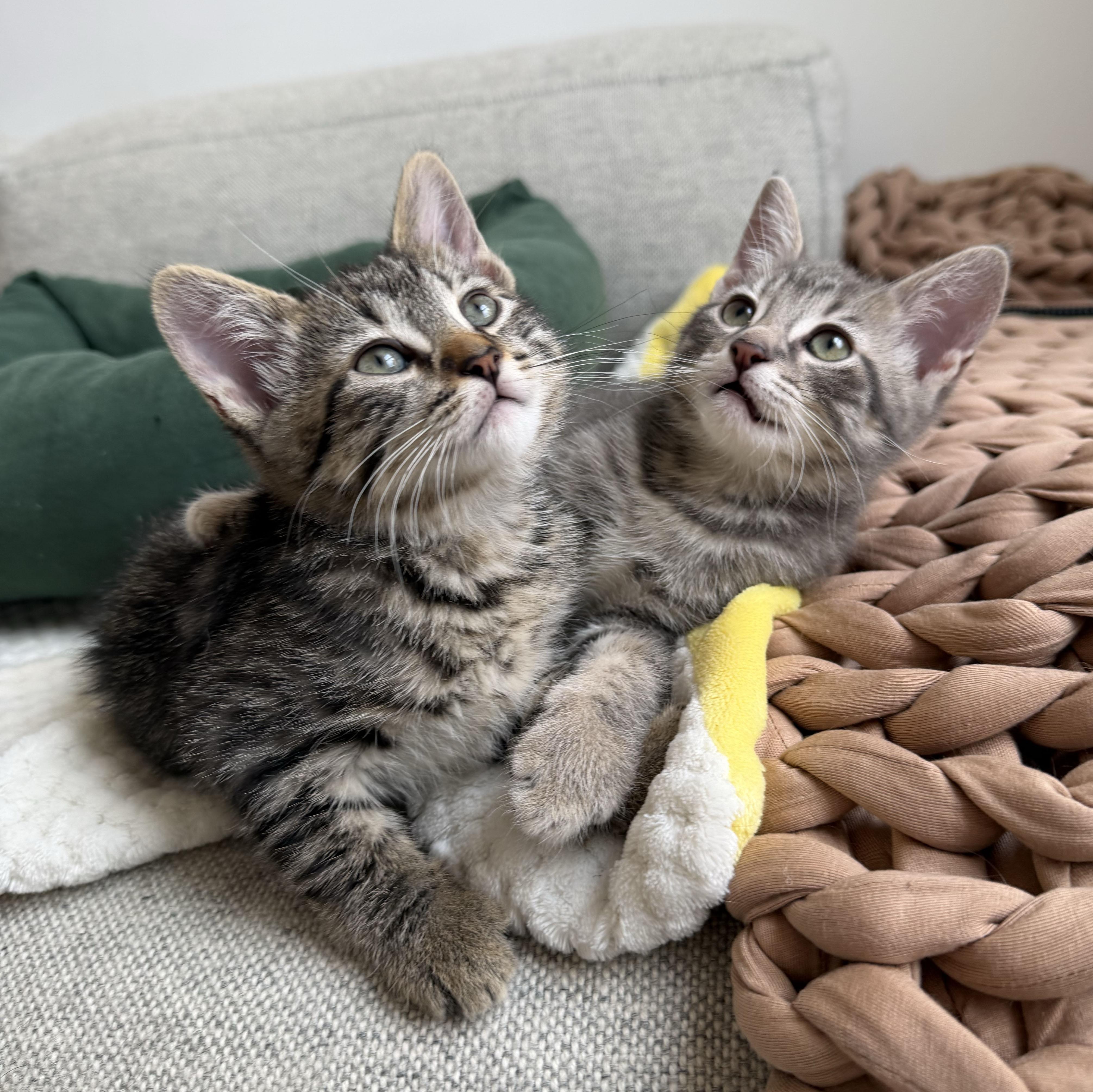 Enlarge Lint + Bubbles, a ADOPTABLE Domestic Short Hair in BROOKLYN, NY image 2/5