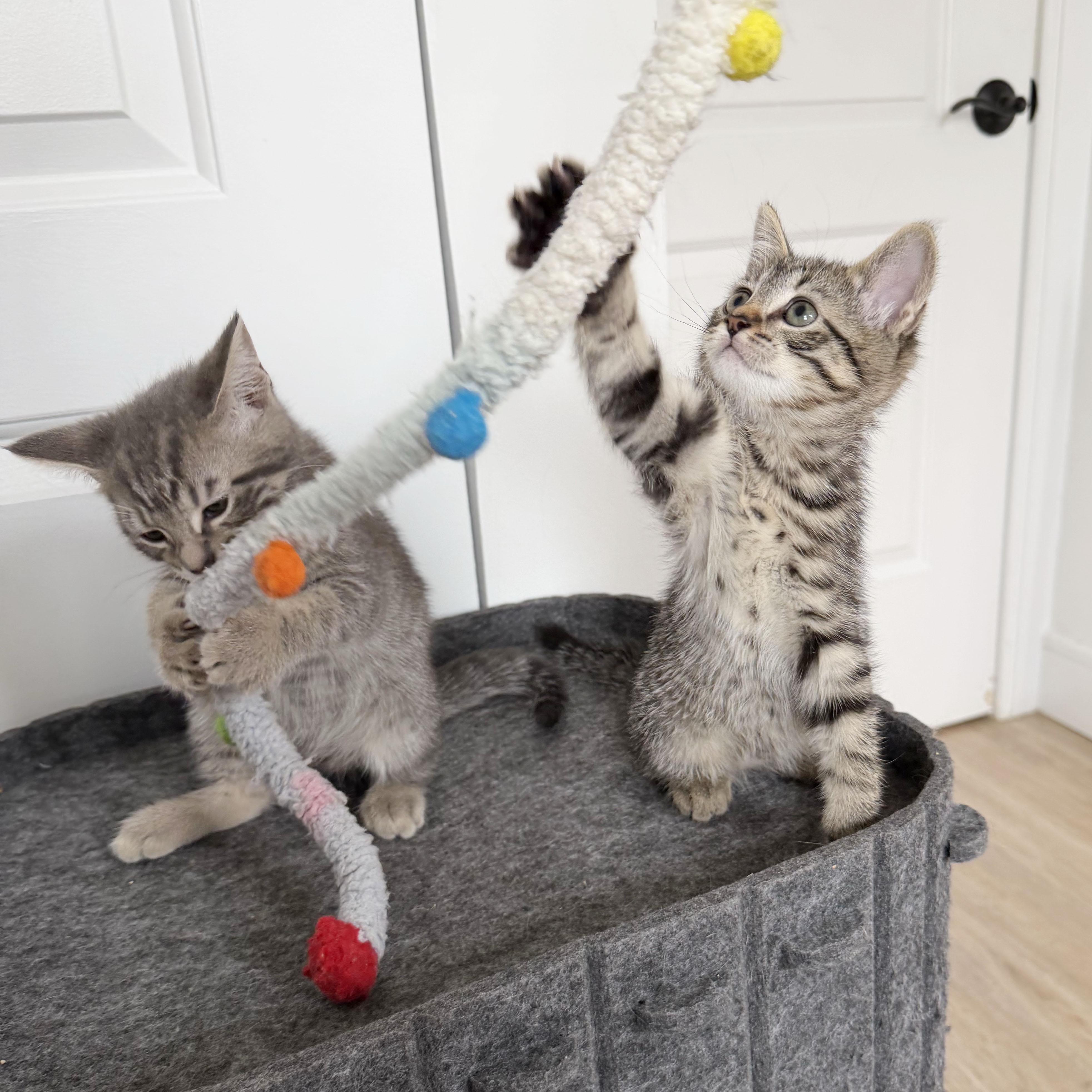 Enlarge Lint + Bubbles, a ADOPTABLE Domestic Short Hair in BROOKLYN, NY image 4/5