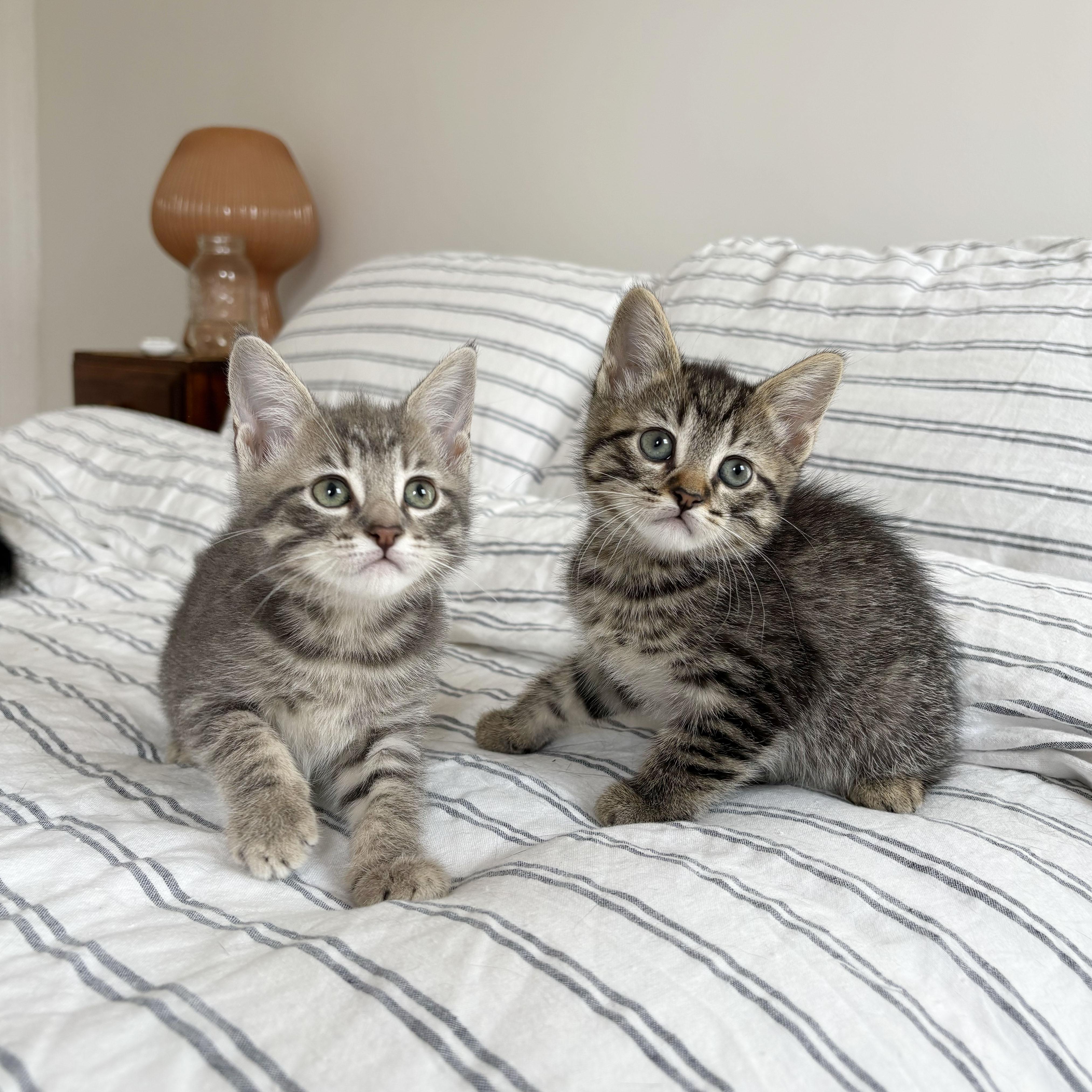 Lint + Bubbles, ADOPTABLE, Kitten Female Domestic Short Hair.