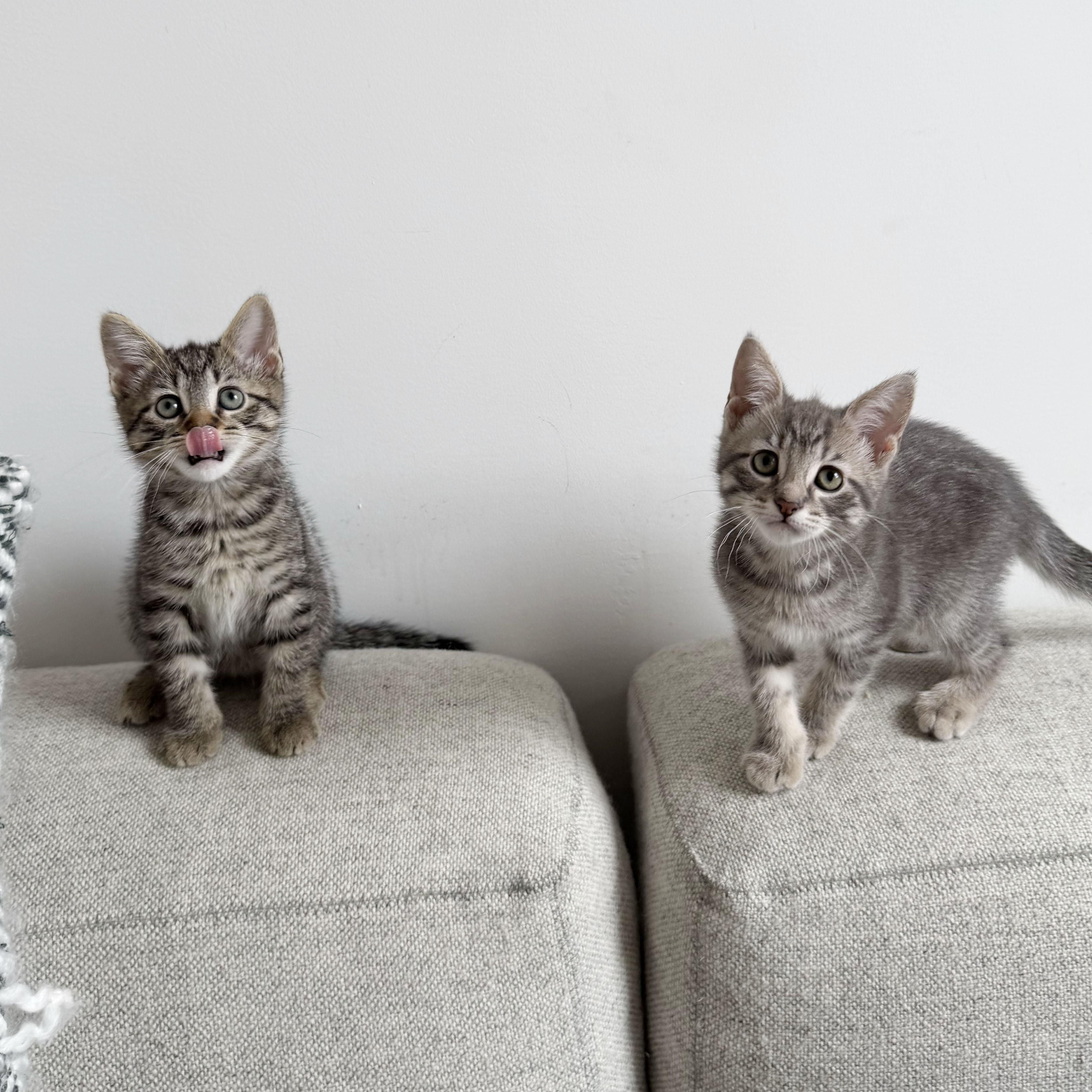 Enlarge Lint + Bubbles, a ADOPTABLE Domestic Short Hair in BROOKLYN, NY image 3/5