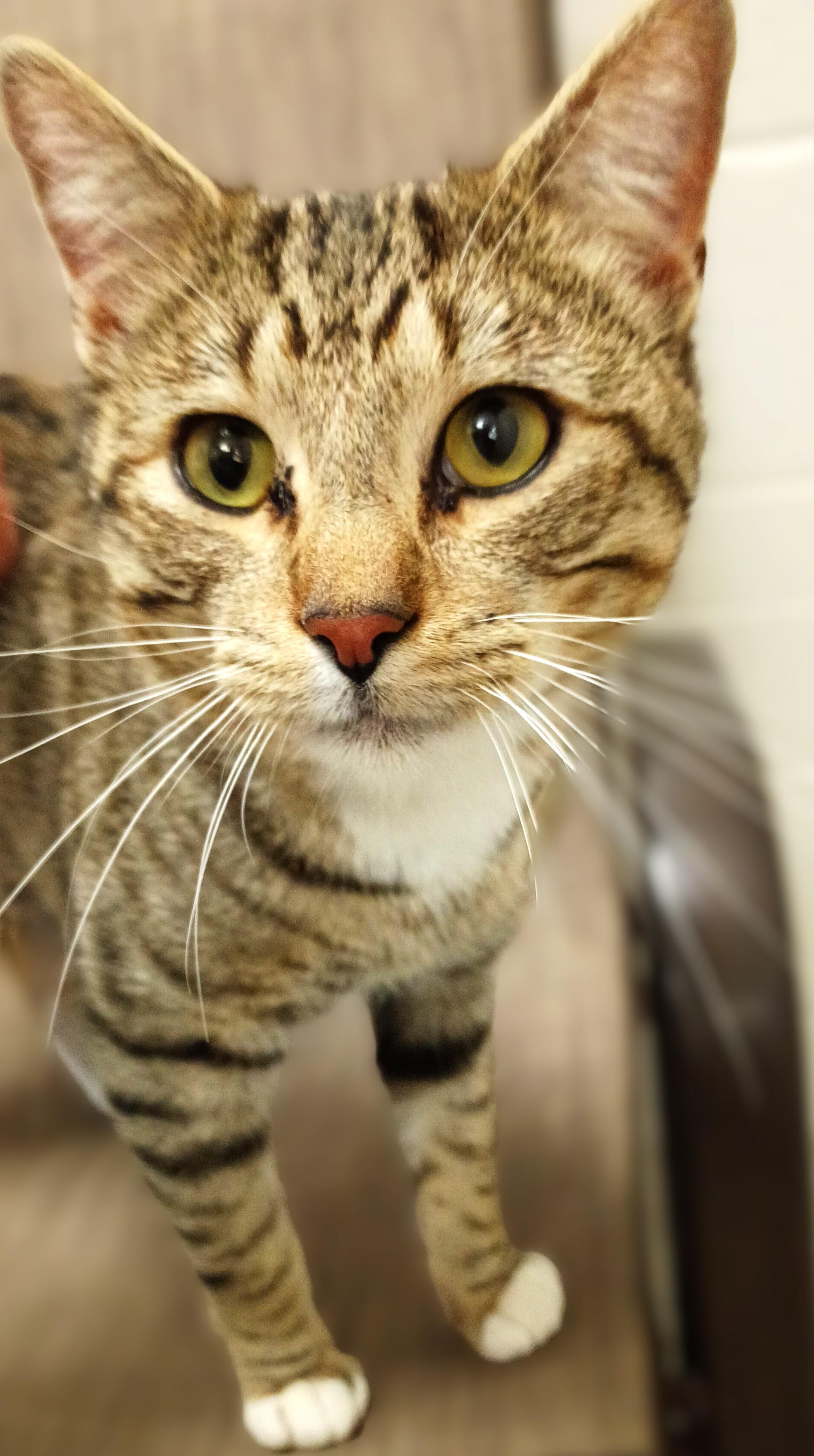 Taz, Adoptable, Adult Male Domestic Short Hair.