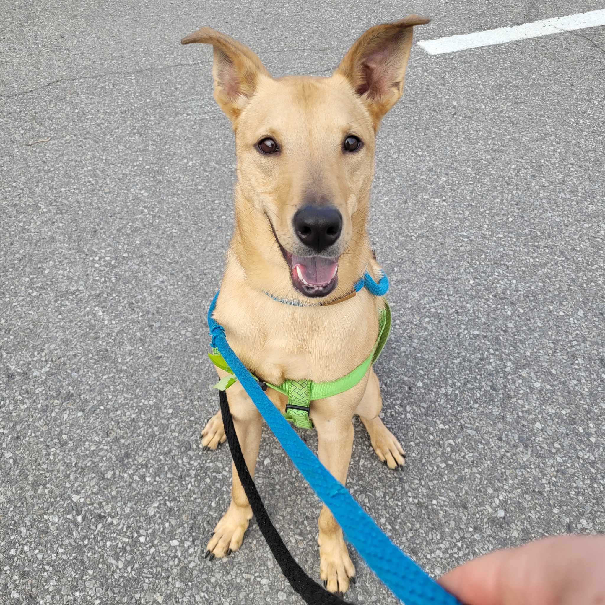 Enlarge Dexter, a Adoptable Labrador Retriever in Vaudreuil-Dorion, QC image 4/6