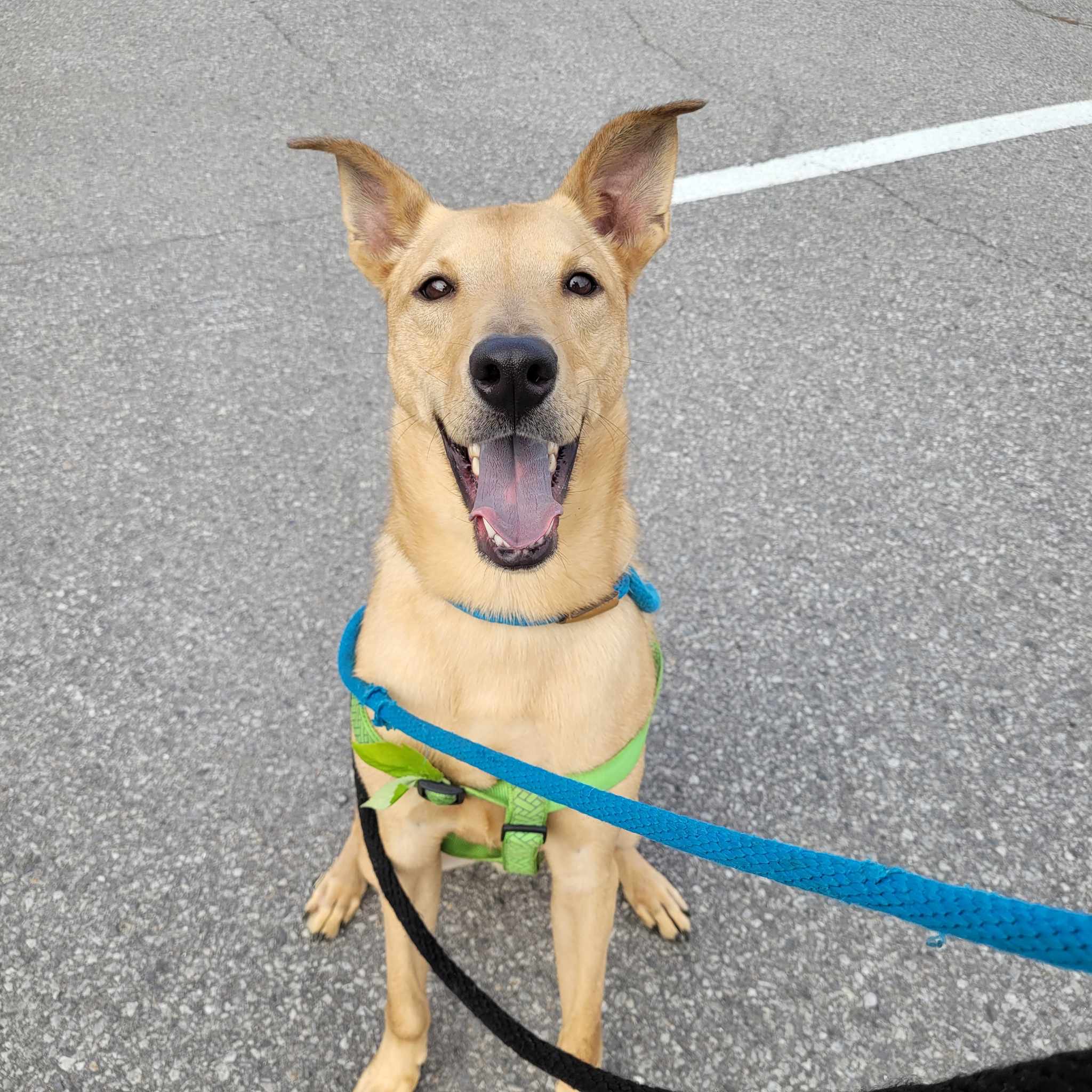 Enlarge Dexter, a Adoptable Labrador Retriever in Vaudreuil-Dorion, QC image 1/6