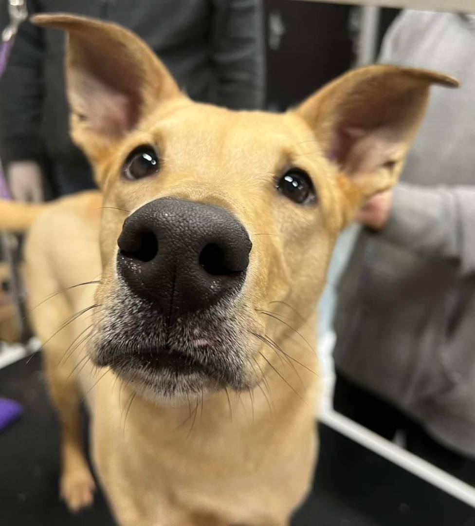 Enlarge Dexter, a Adoptable Labrador Retriever in Vaudreuil-Dorion, QC image 2/6