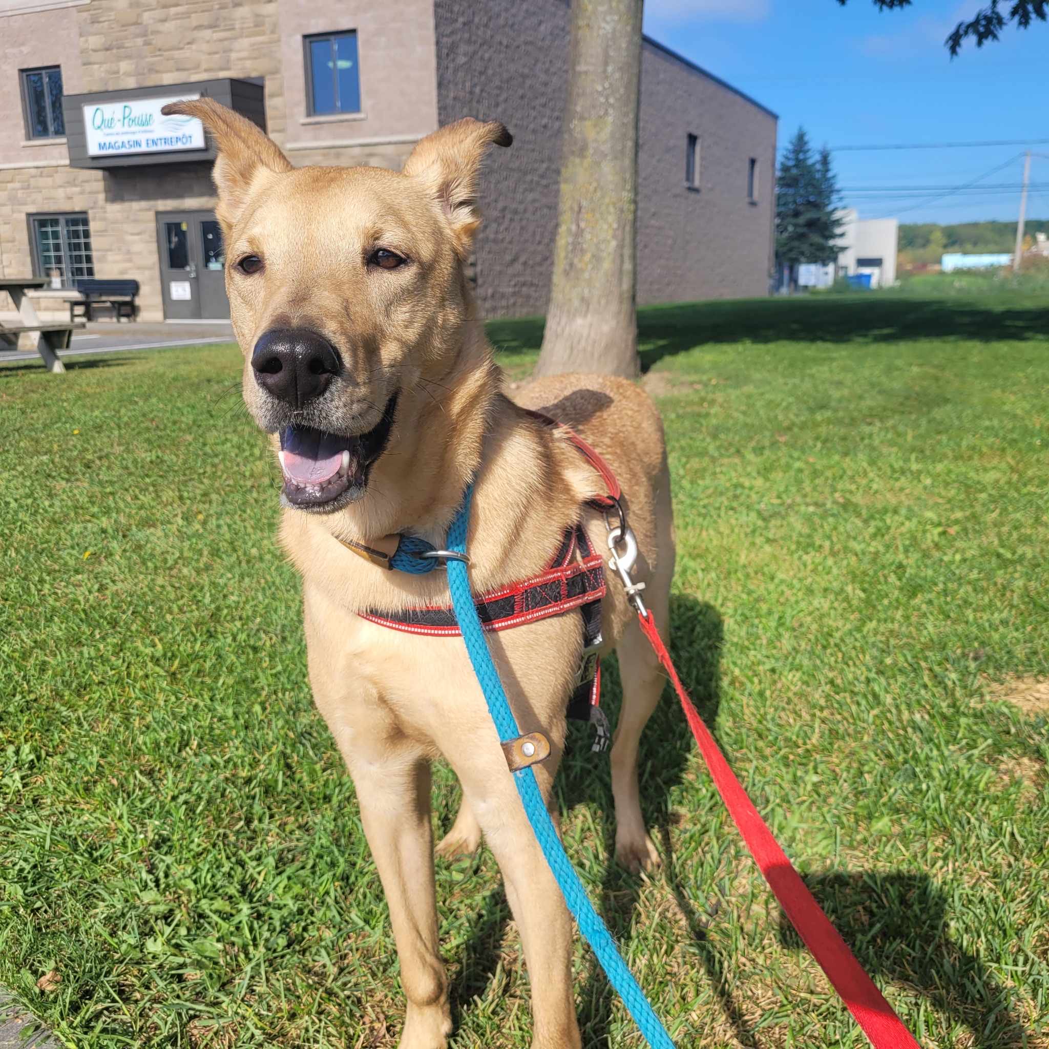 Enlarge Dexter, a Adoptable Labrador Retriever in Vaudreuil-Dorion, QC image 6/6