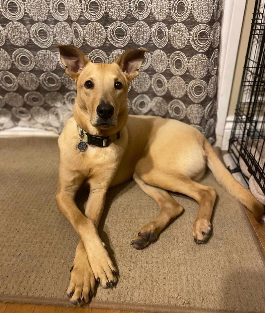 Enlarge Dexter, a Adoptable Labrador Retriever in Vaudreuil-Dorion, QC image 3/6