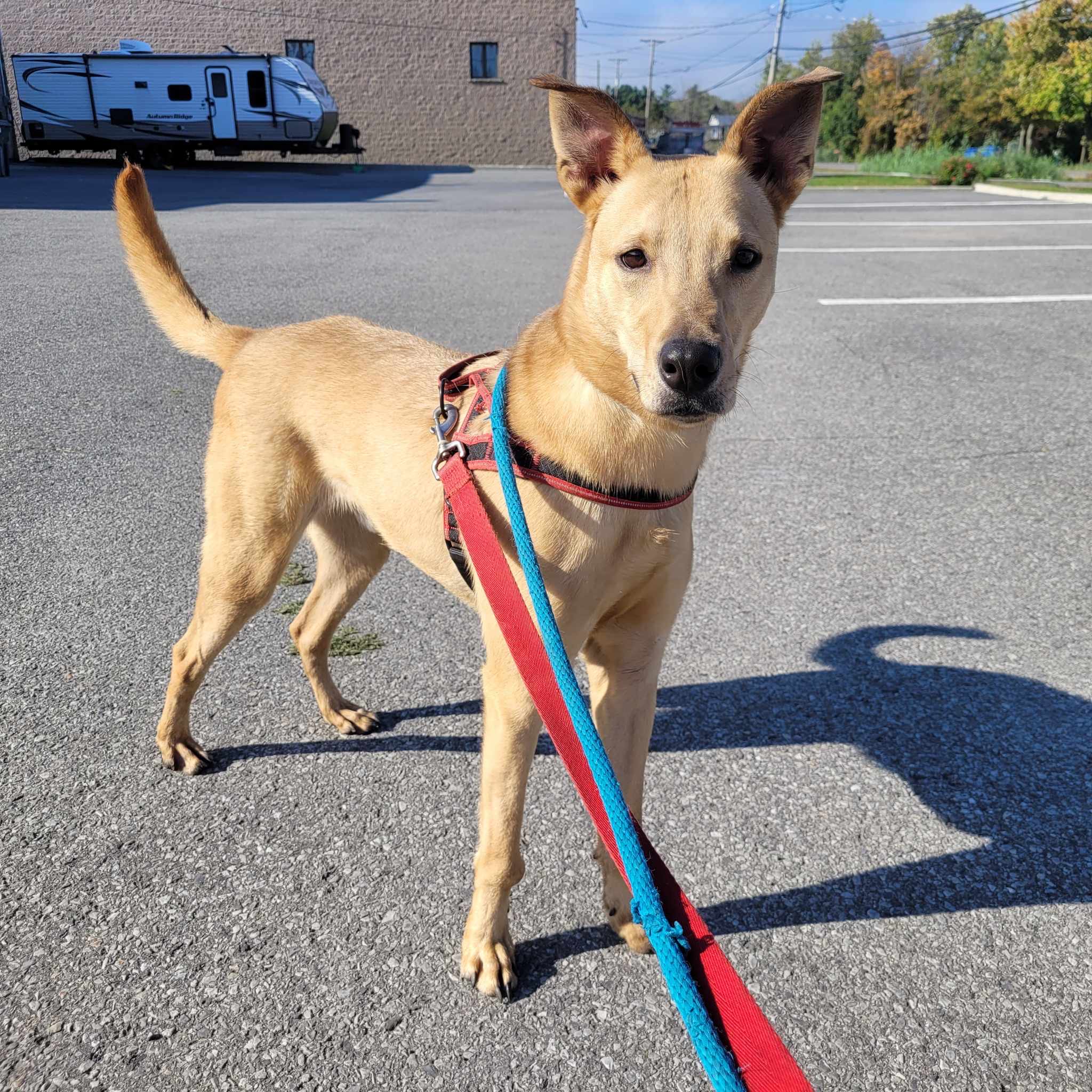 Enlarge Dexter, a Adoptable Labrador Retriever in Vaudreuil-Dorion, QC image 5/6