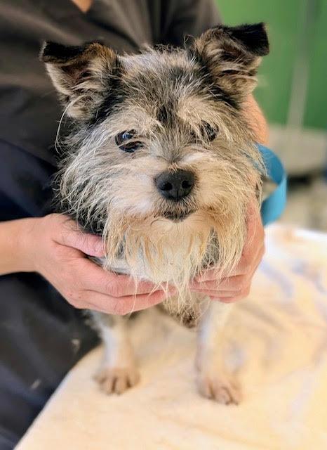 Enlarge Stitch, a Adopted mixed breed in East Hartland, CT image 3/3