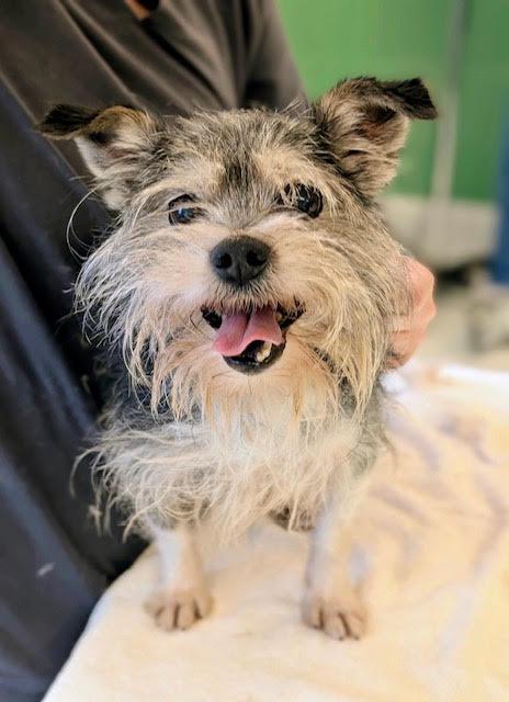 Stitch, Adopted, Adult Male Yorkshire Terrier.
