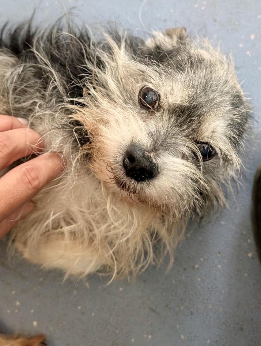 Stitch, ADOPTABLE, Adult Male Yorkshire Terrier.