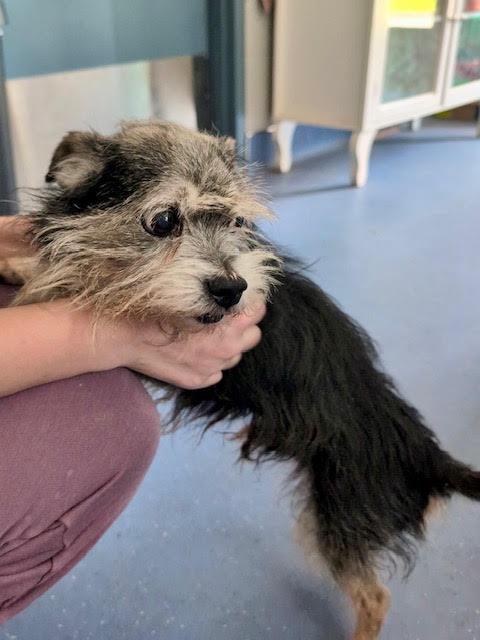 Stitch, a ADOPTABLE mixed breed in East Hartland, CT image 2/2