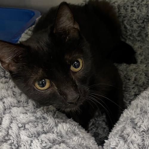 Enlarge Medela, a Adoptable Domestic Short Hair in Georgetown, KY image 1/1