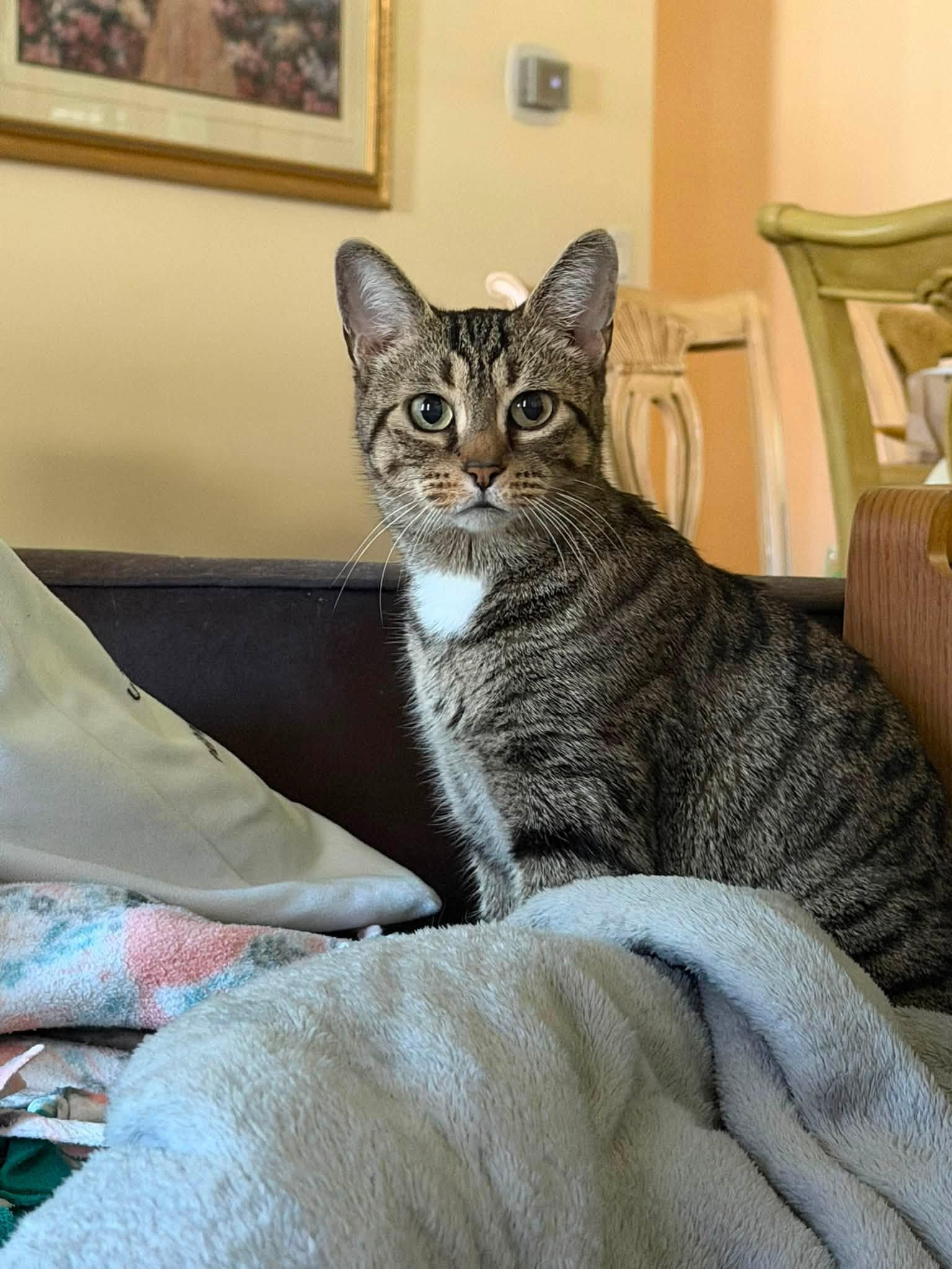 Butter, Adopted, Young Female Domestic Short Hair.