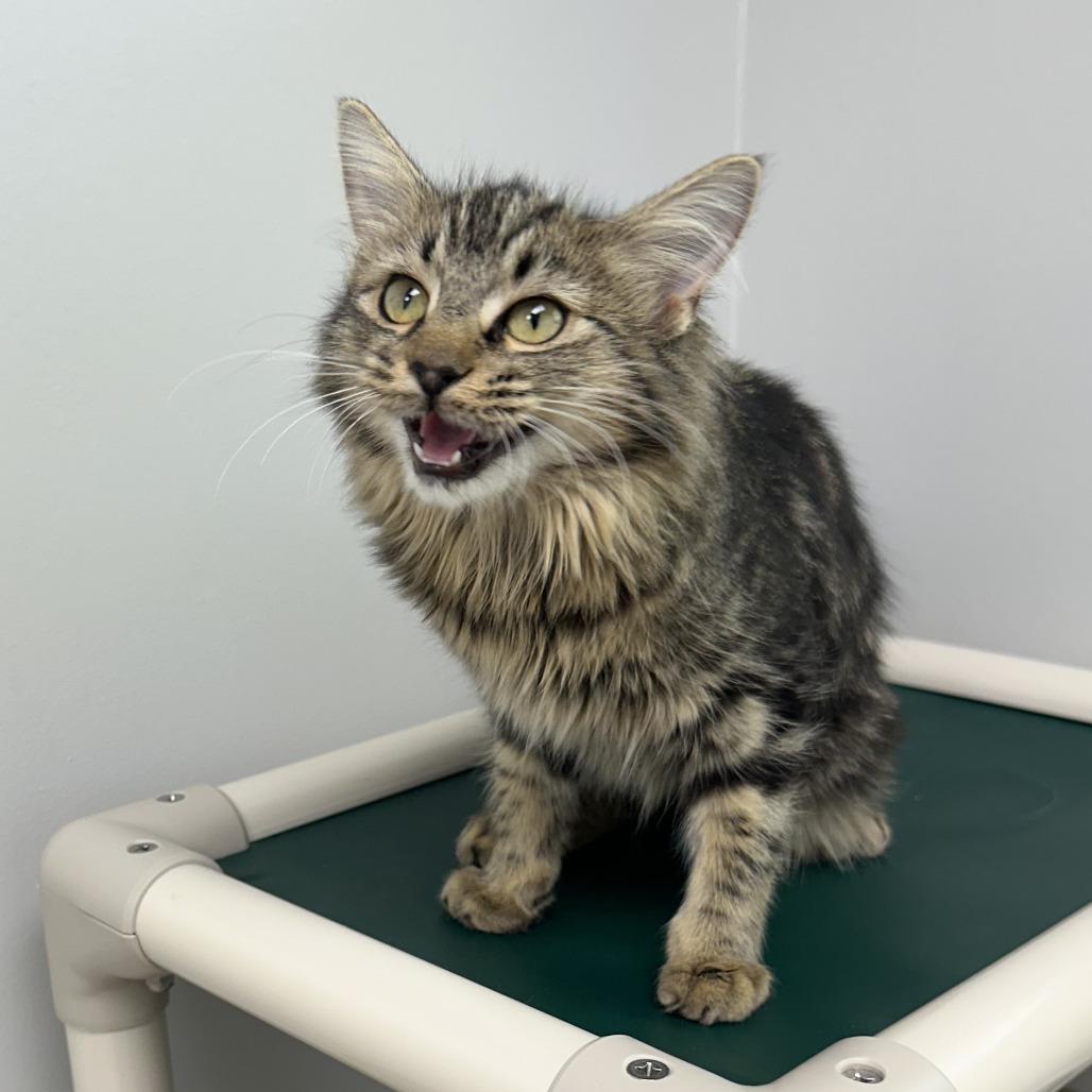 Enlarge Sandy Cheeks, a Adopted Domestic Medium Hair in Naperville, IL image 1/3