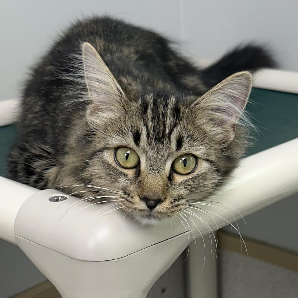 Enlarge Sandy Cheeks, a Adopted Domestic Medium Hair in Naperville, IL image 2/3
