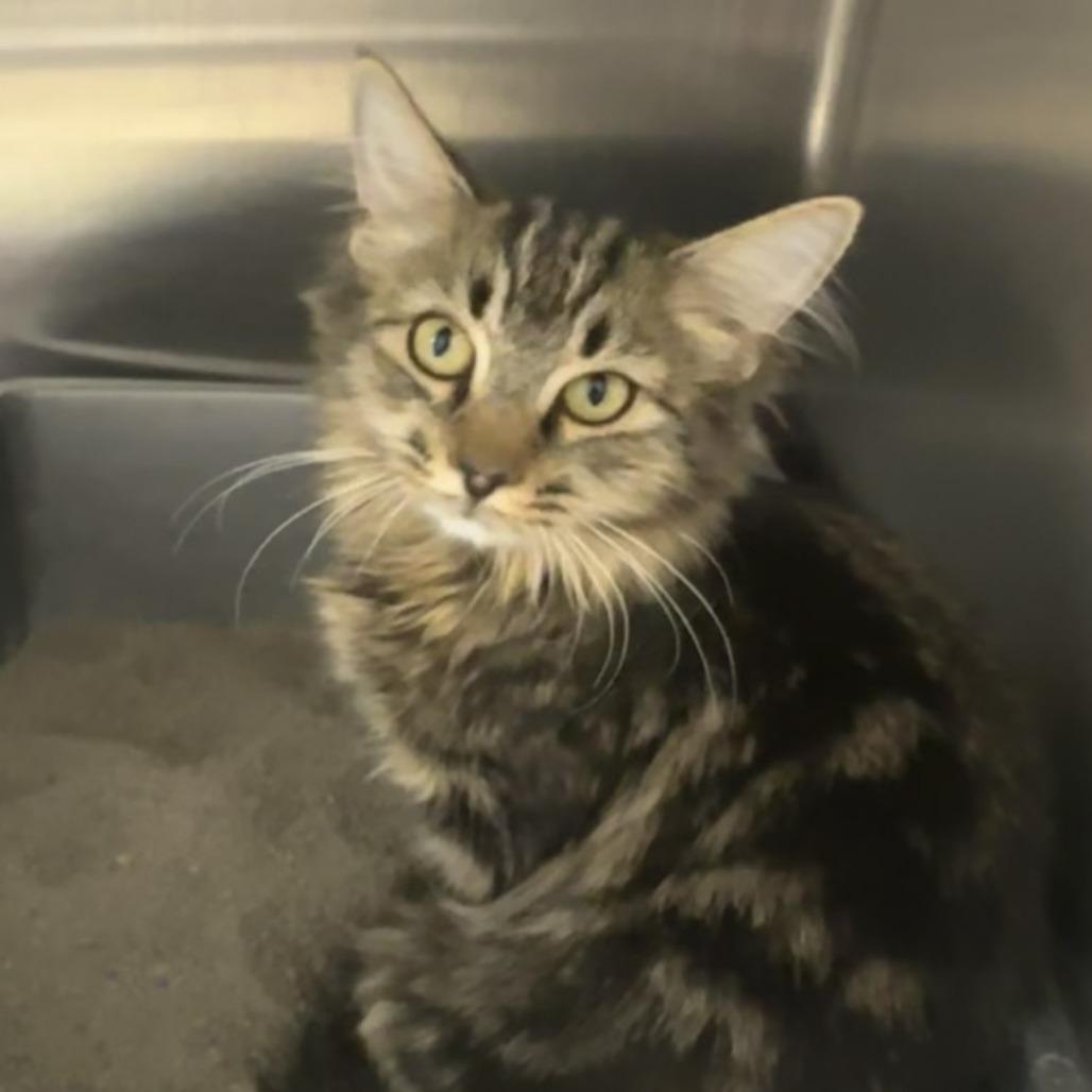 Enlarge Sandy Cheeks, a Adopted Domestic Medium Hair in Naperville, IL image 3/3