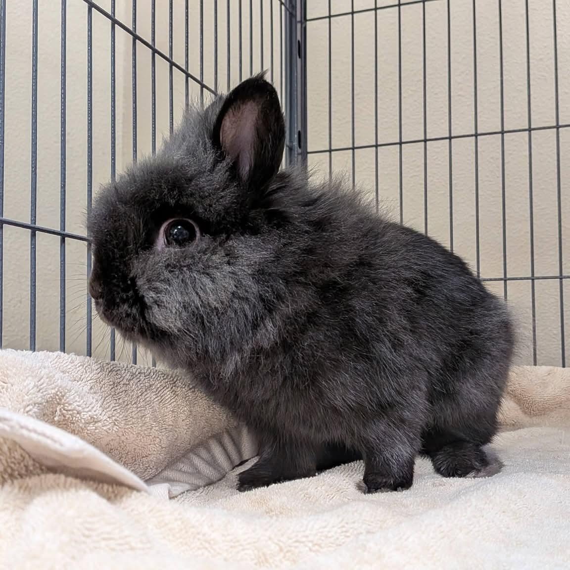Enlarge Liam, an adopted Lionhead in Modesto, CA image 2/2