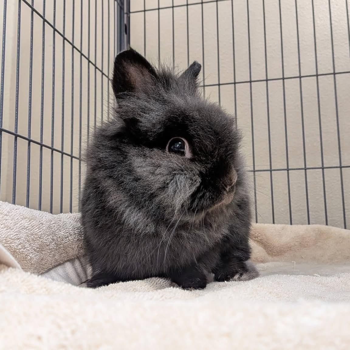 Enlarge Liam, an adopted Lionhead in Modesto, CA image 1/2