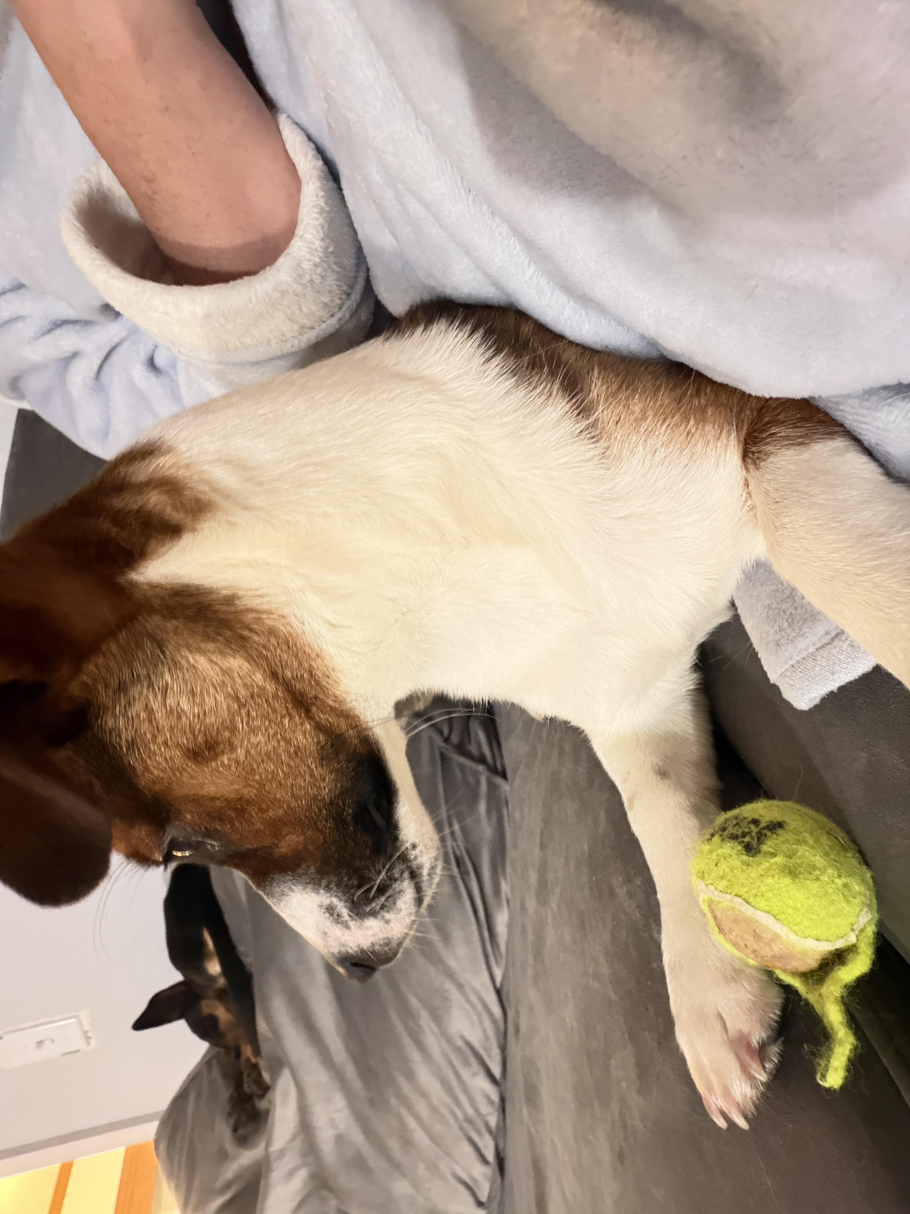 Lucy, a ADOPTABLE Jack Russell Terrier in Perrysburg, OH image 3/5