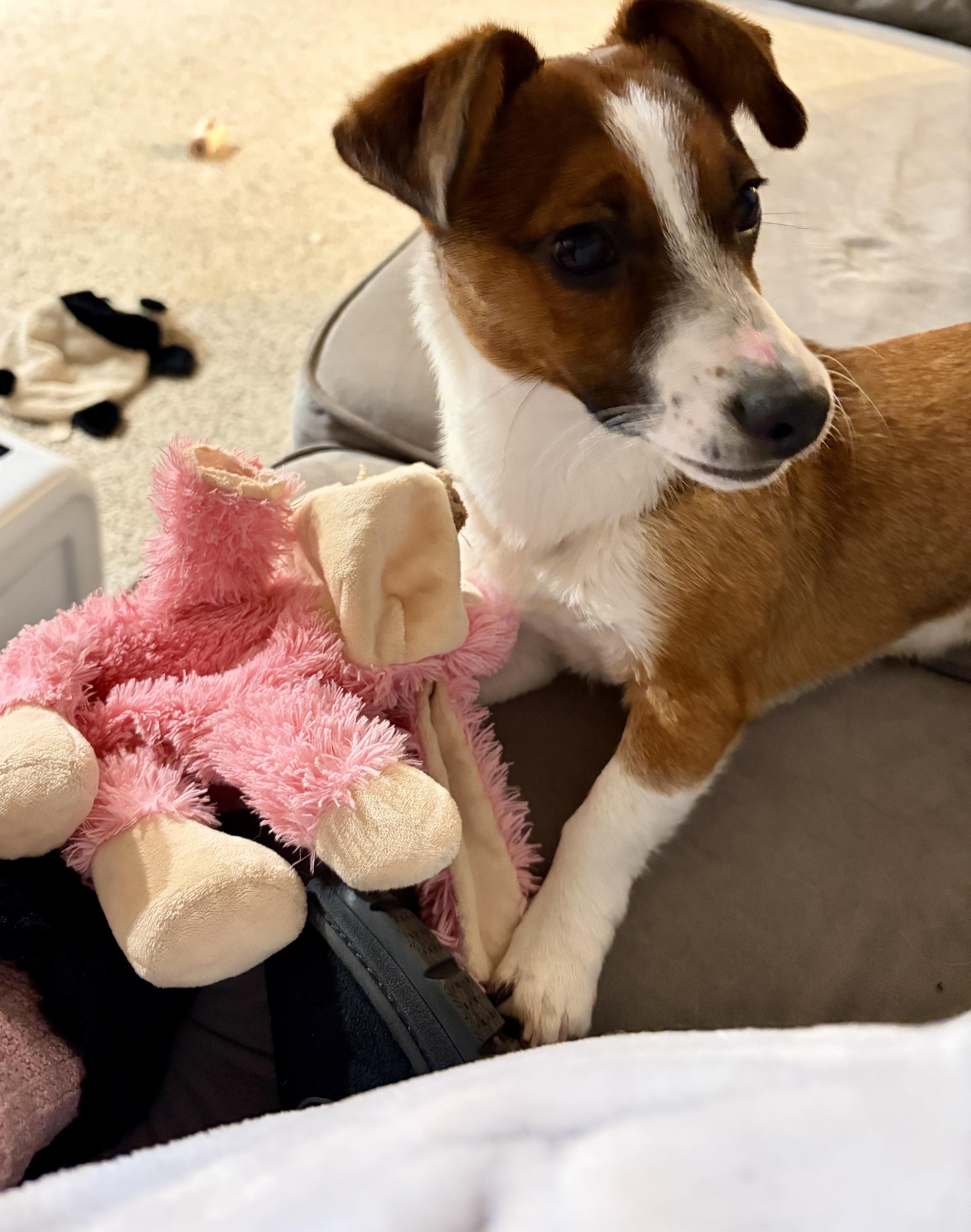 Lucy, a ADOPTABLE Jack Russell Terrier in Perrysburg, OH image 5/5