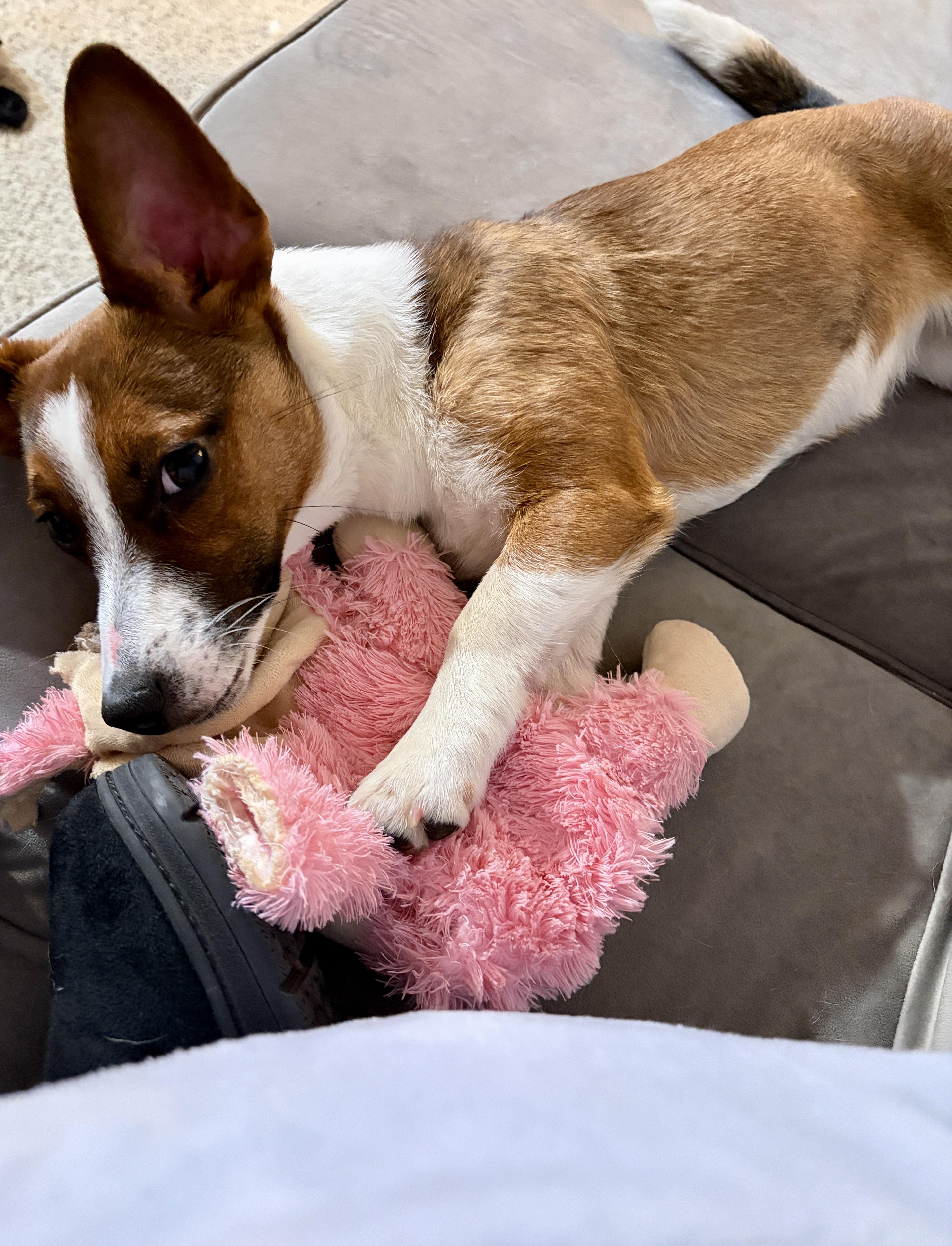 Lucy, a ADOPTABLE Jack Russell Terrier in Perrysburg, OH image 4/5