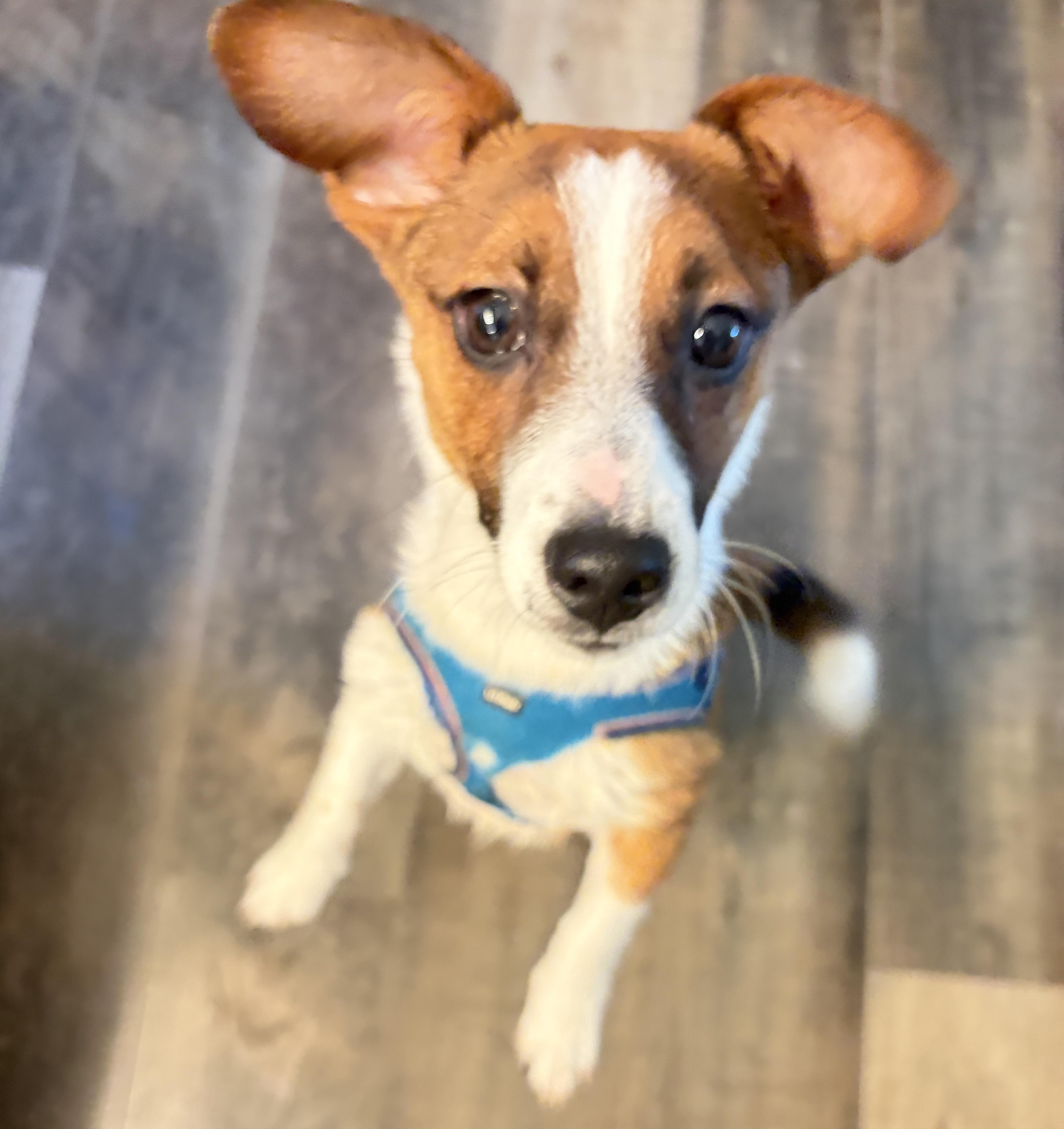 Lucy, a ADOPTABLE Jack Russell Terrier in Perrysburg, OH image 2/5