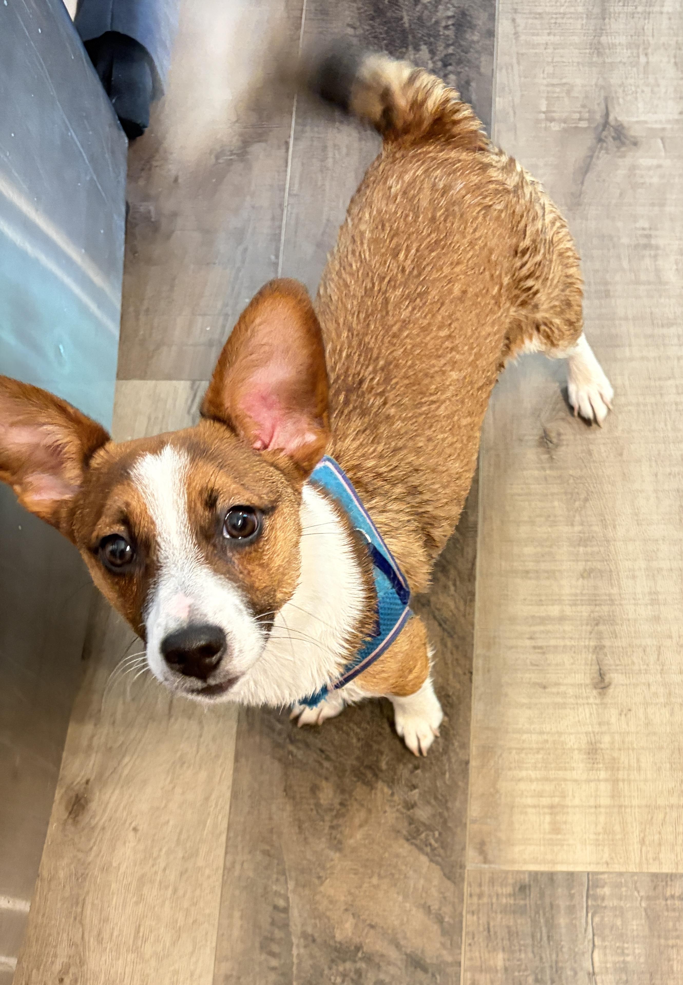 Lucy, ADOPTABLE, Young Female Jack Russell Terrier.