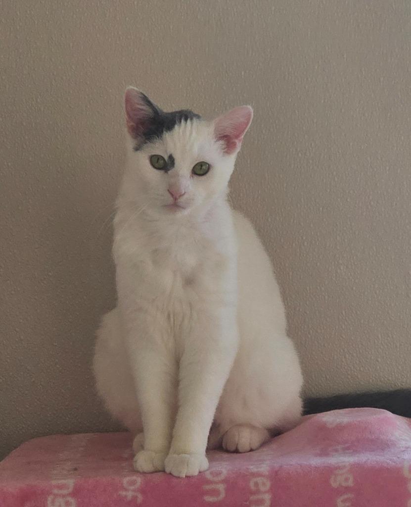 Matzoball — thumbnail 2