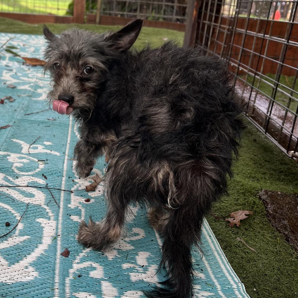 Benson, a Adoptable mixed breed in Sonoma, CA image 1/5
