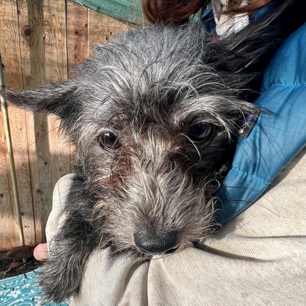 Benson, a Adoptable mixed breed in Sonoma, CA image 2/5