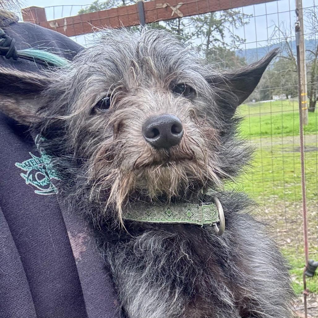 Benson, a Adoptable mixed breed in Sonoma, CA image 3/5