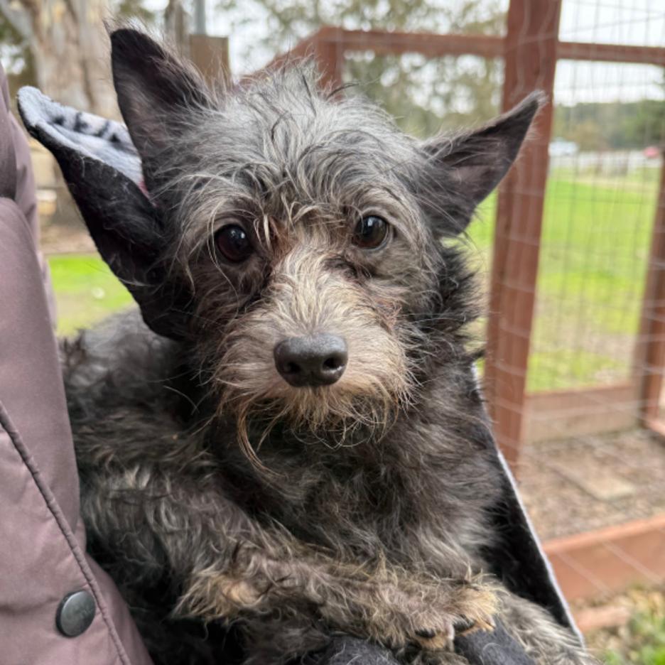 Benson, a Adoptable mixed breed in Sonoma, CA image 4/5