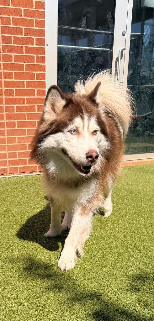 Lucian, Adoptable, Adult Male Husky & Alaskan Malamute.