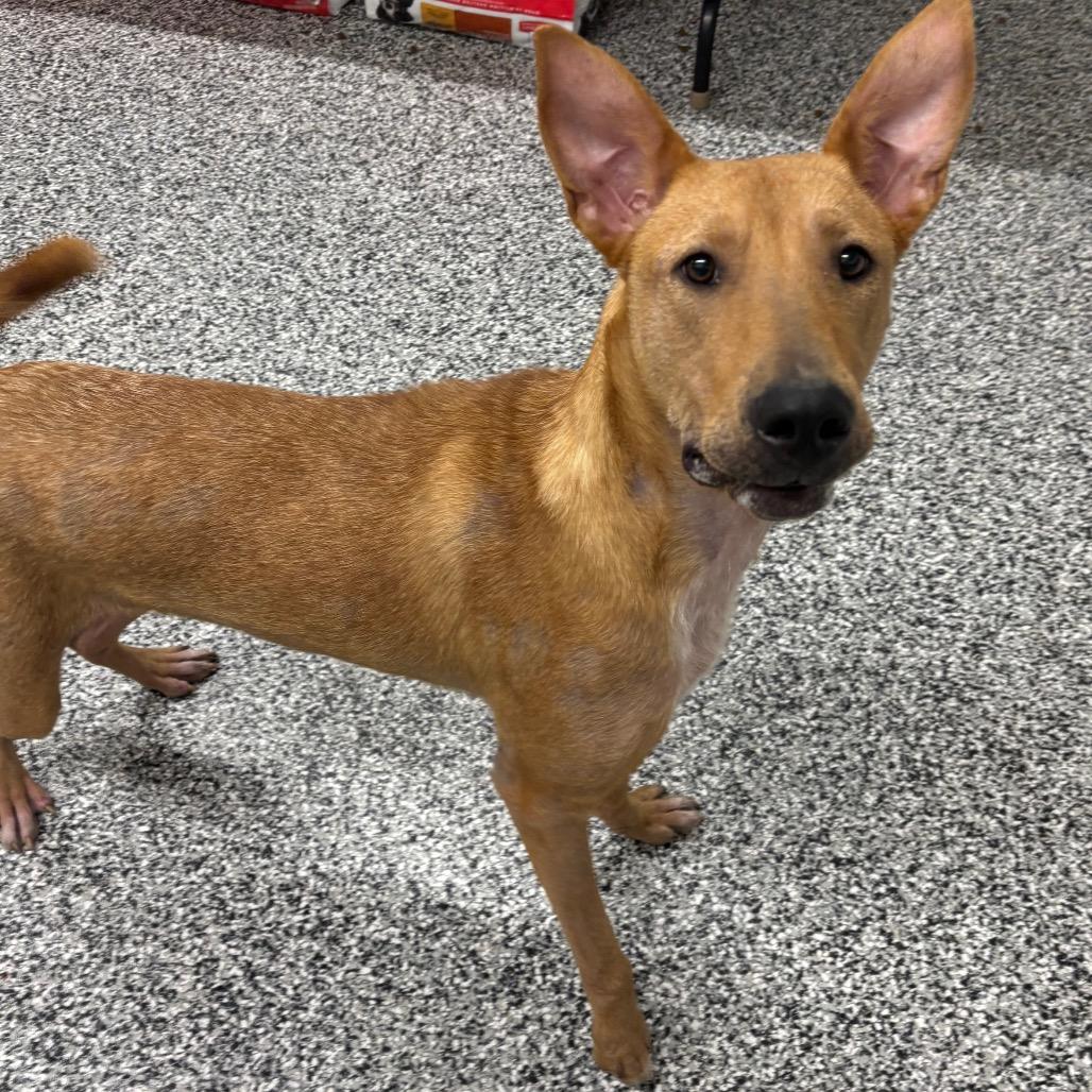 Josie, Adoptable, Adult Female Mixed Breed.