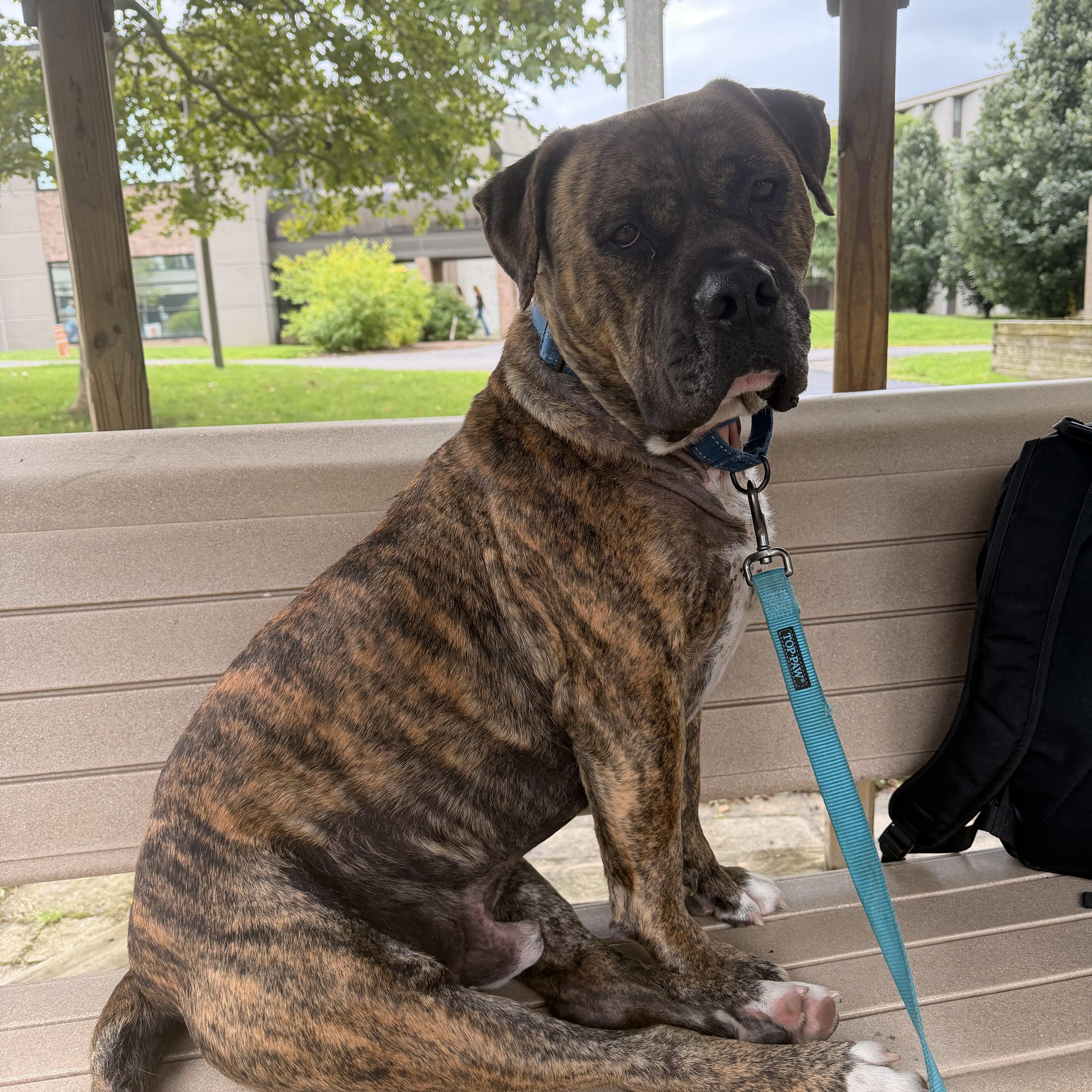 Beau, Adoptable, Adult Male Bullmastiff.