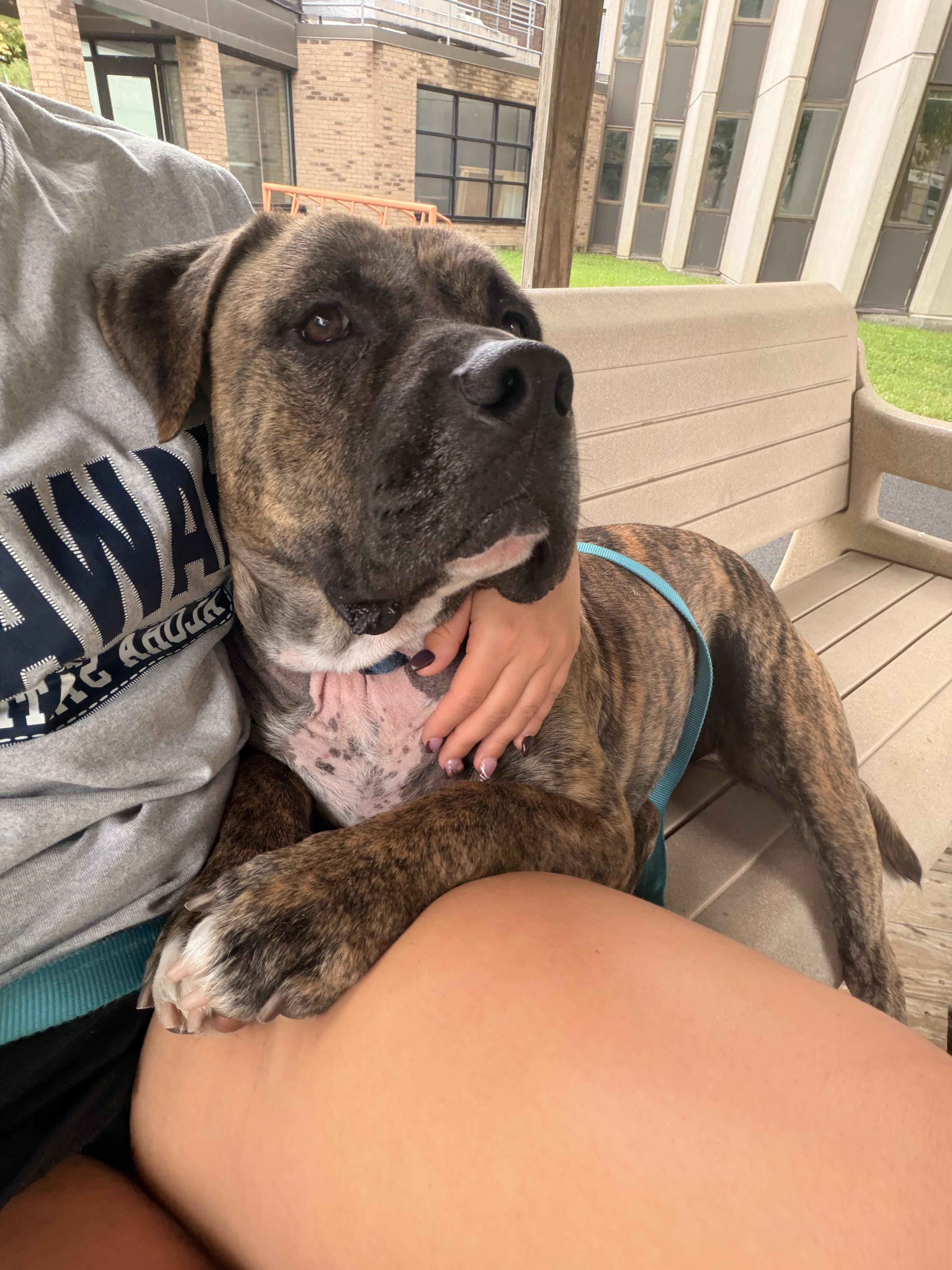 Enlarge Beau, a Adoptable Bullmastiff in Howes Cave, NY image 4/5