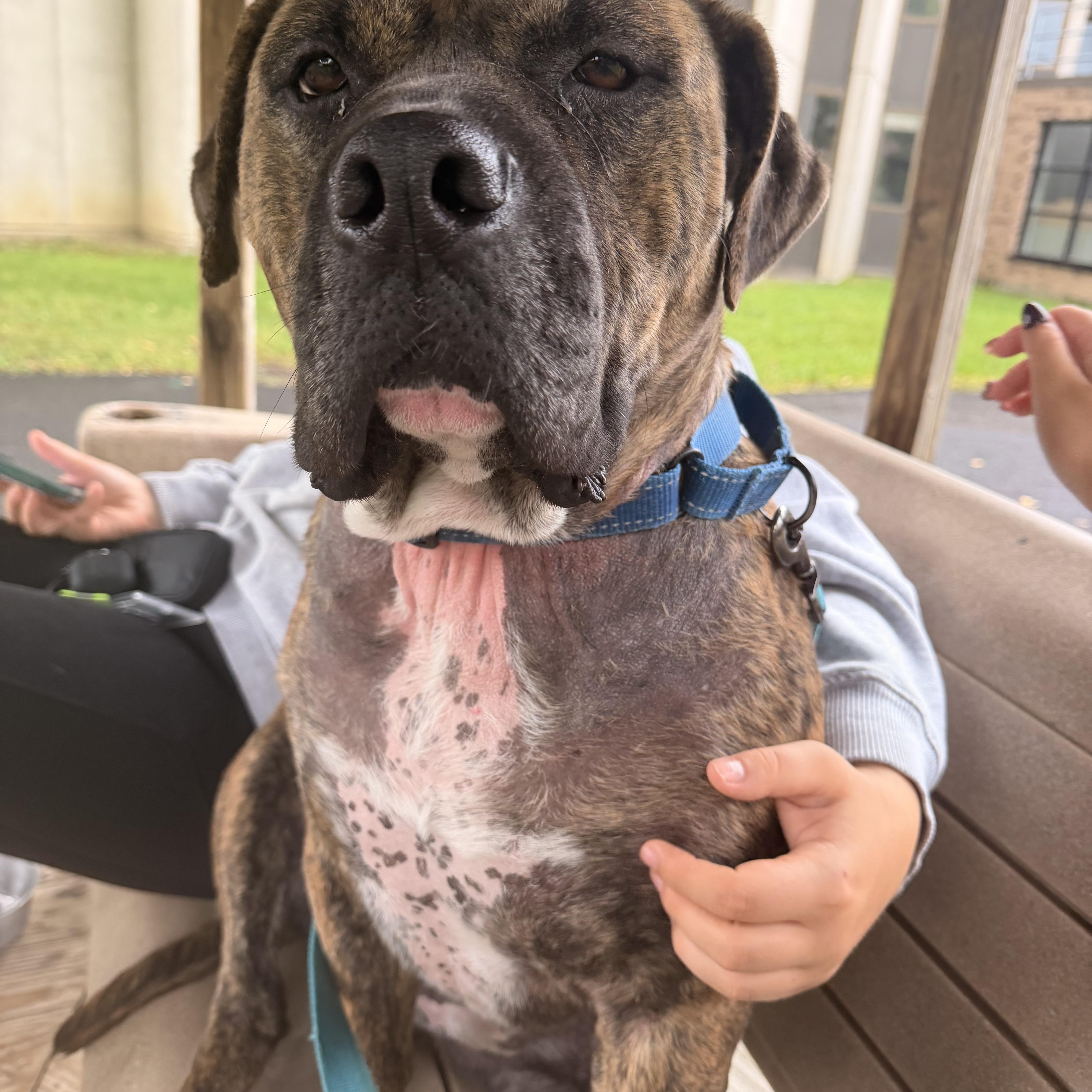 Enlarge Beau, a Adoptable Bullmastiff in Howes Cave, NY image 5/5