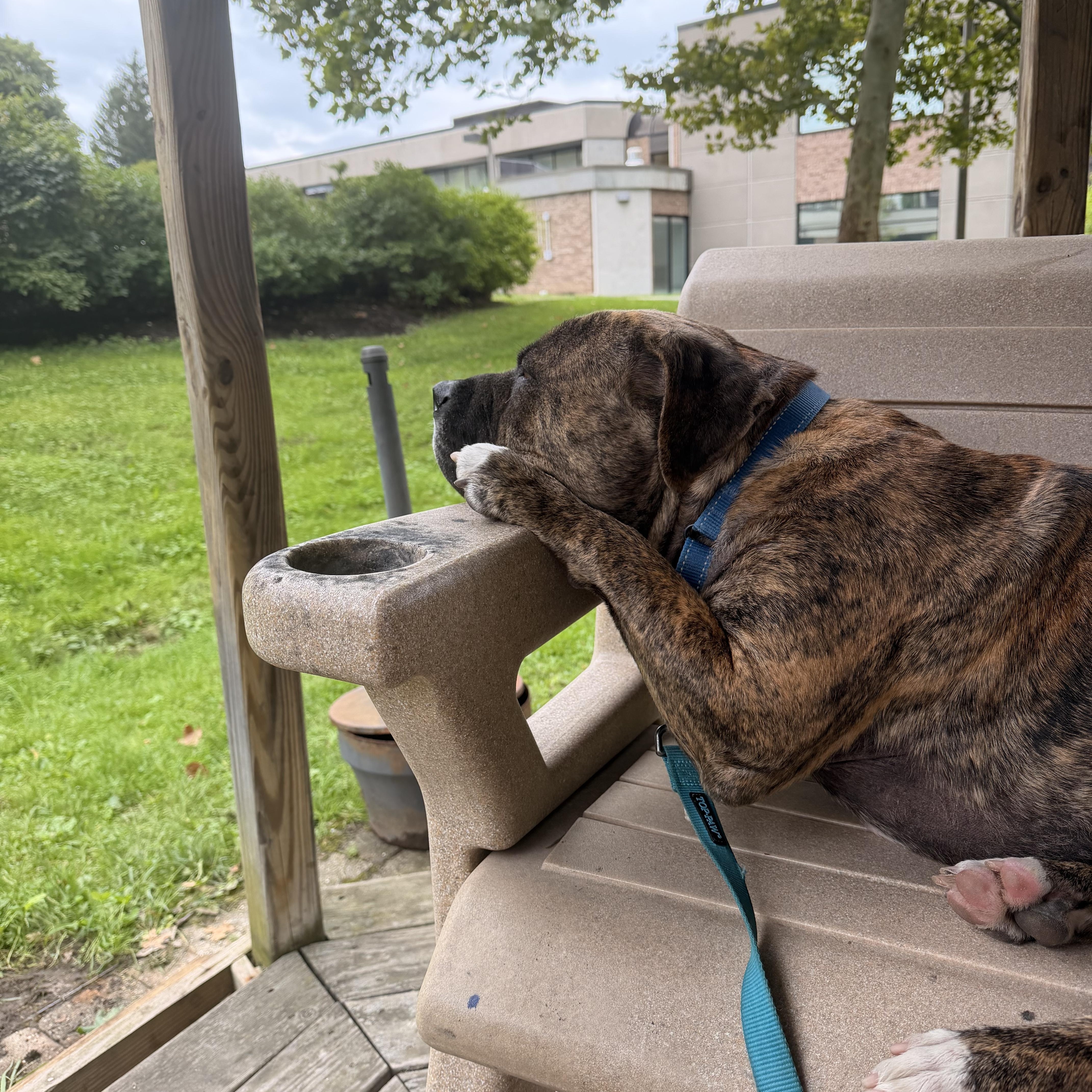 Enlarge Beau, a Adoptable Bullmastiff in Howes Cave, NY image 2/5
