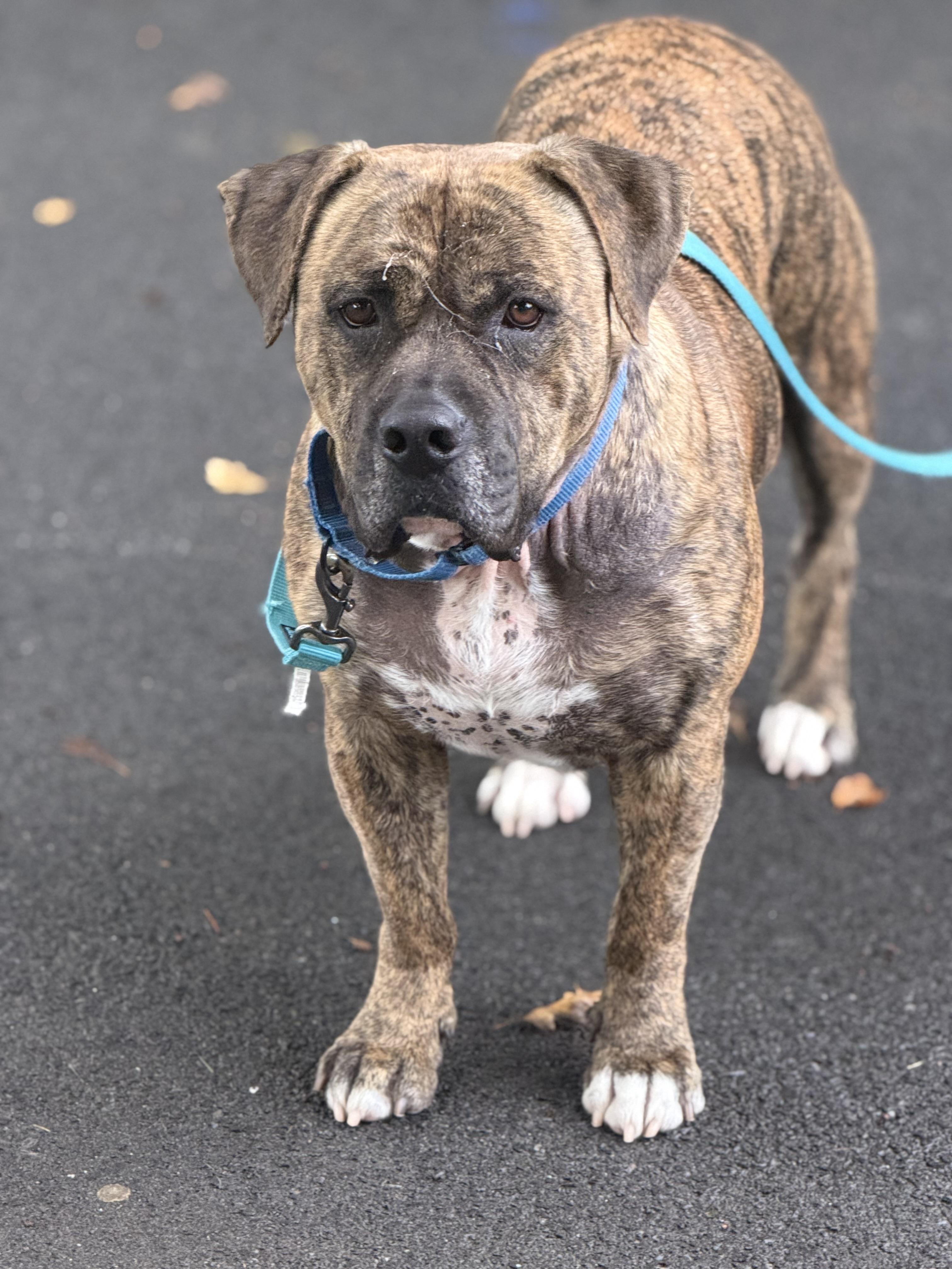 Enlarge Beau, a Adoptable Bullmastiff in Howes Cave, NY image 3/5